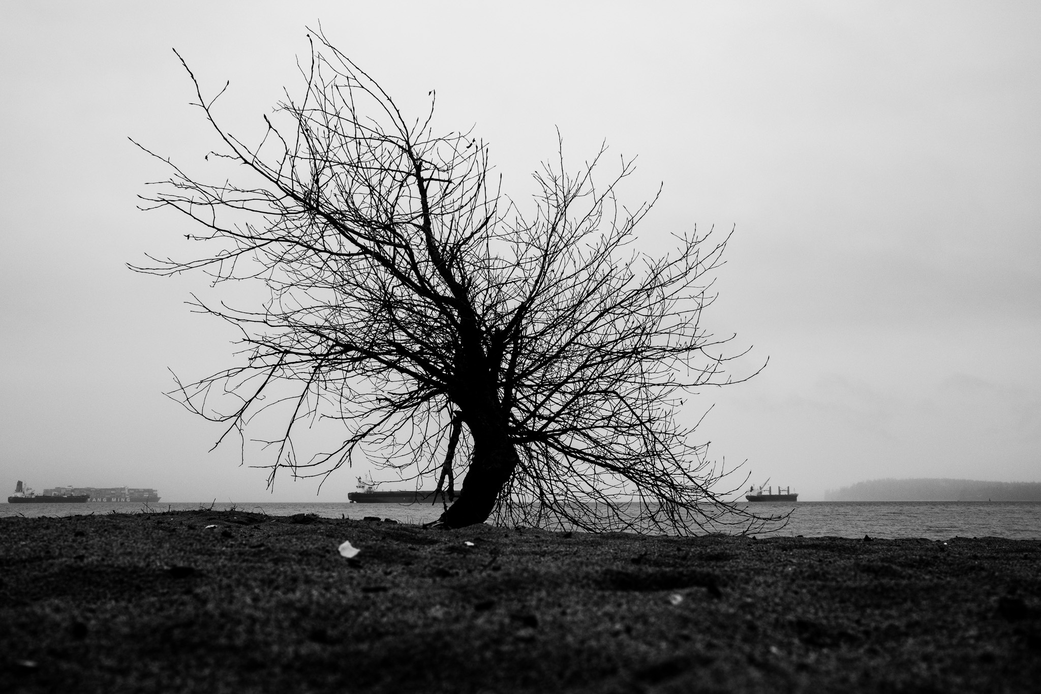 Solitary Elegance