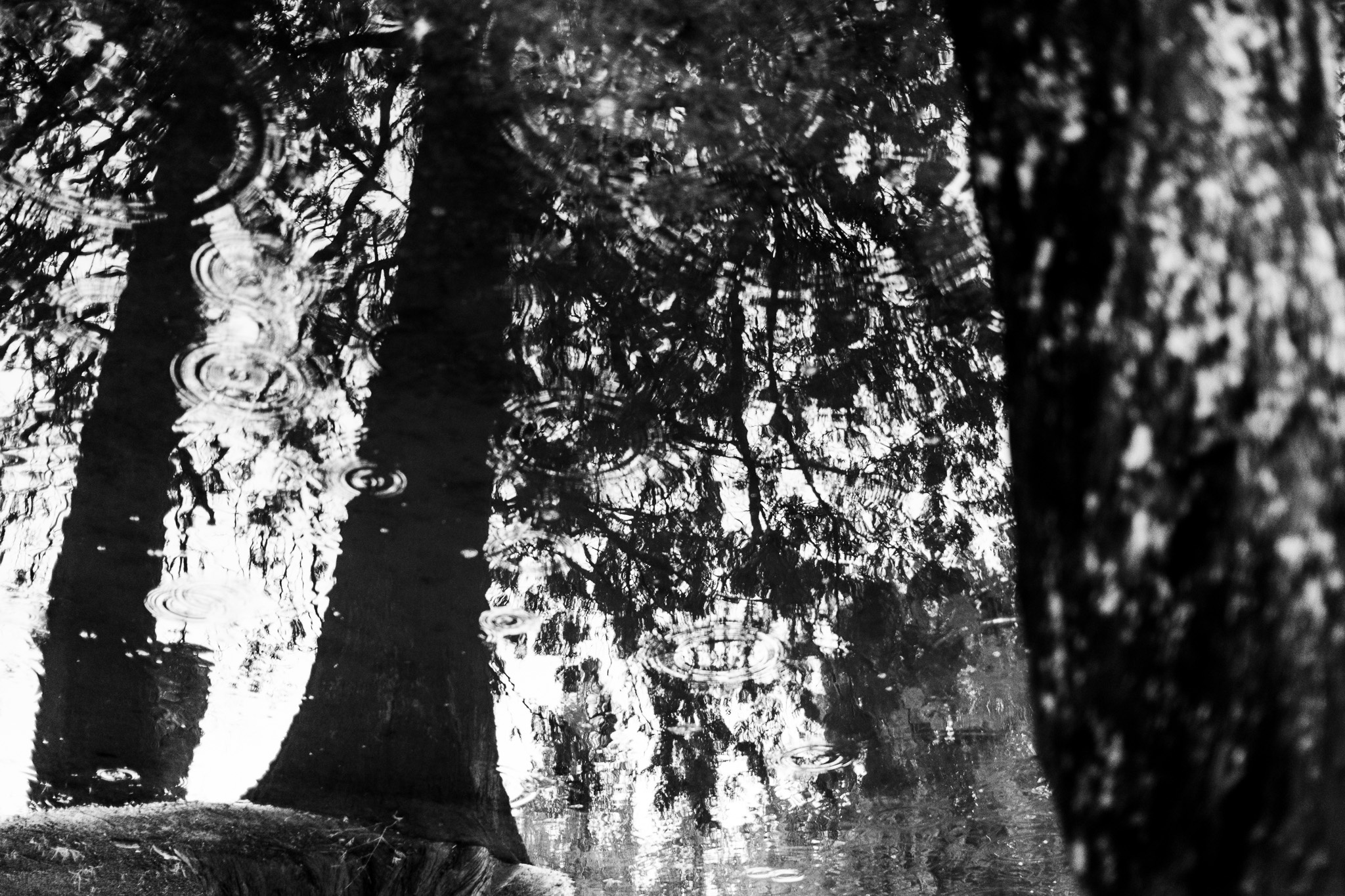 Reflections of Serenity