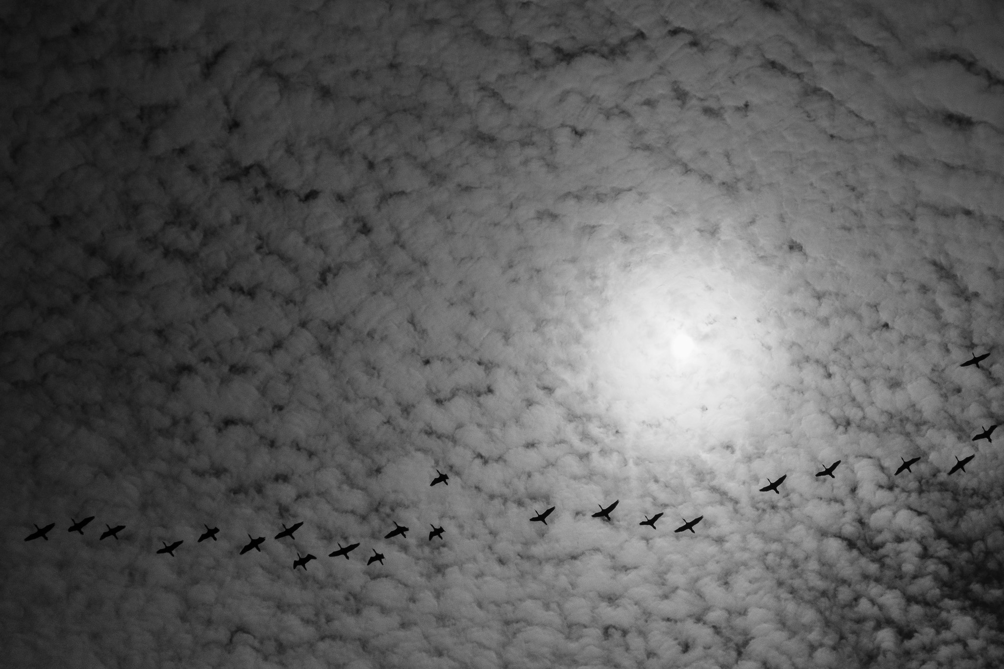 Migration in Monochrome