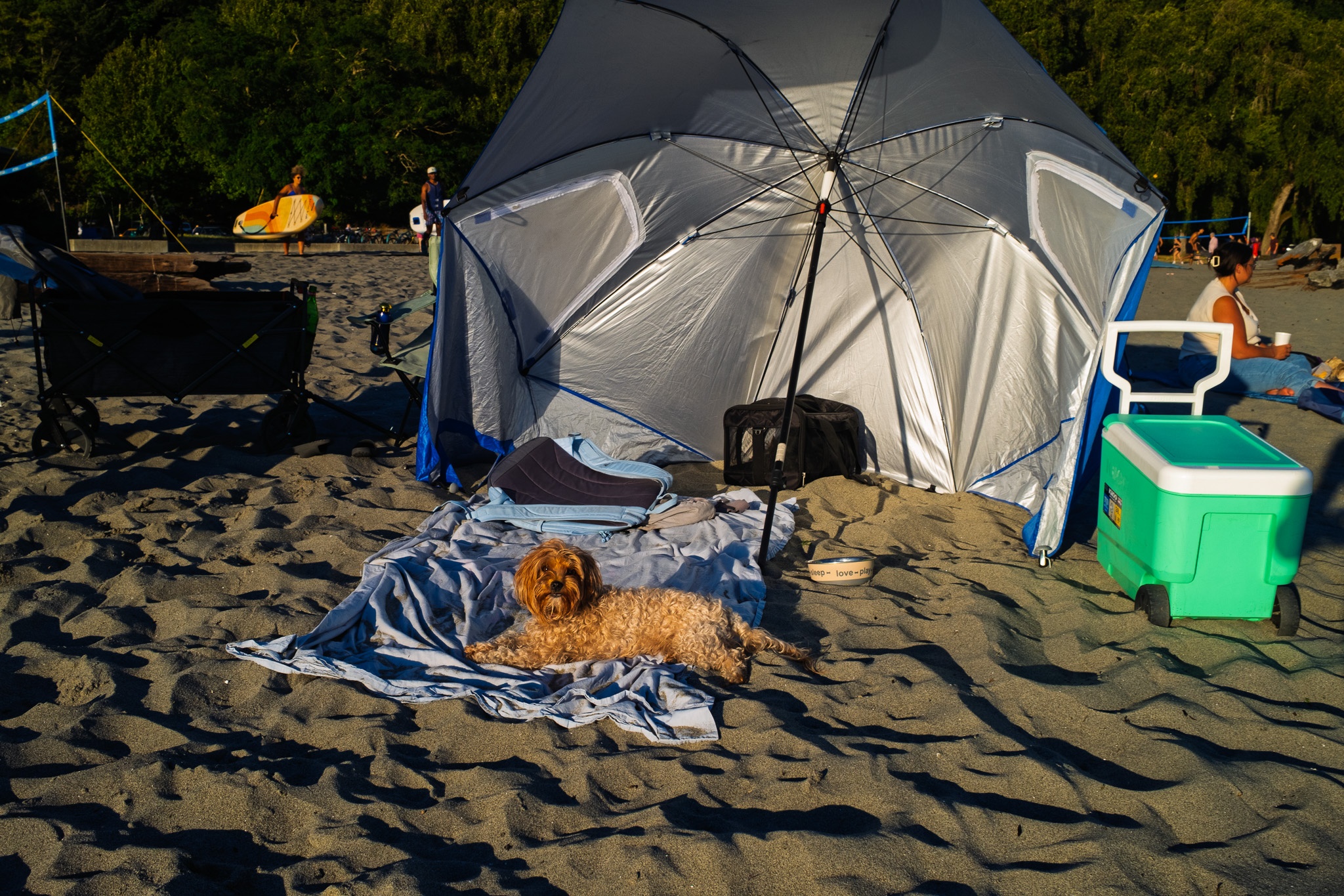 Sunny Beach Day with Pup