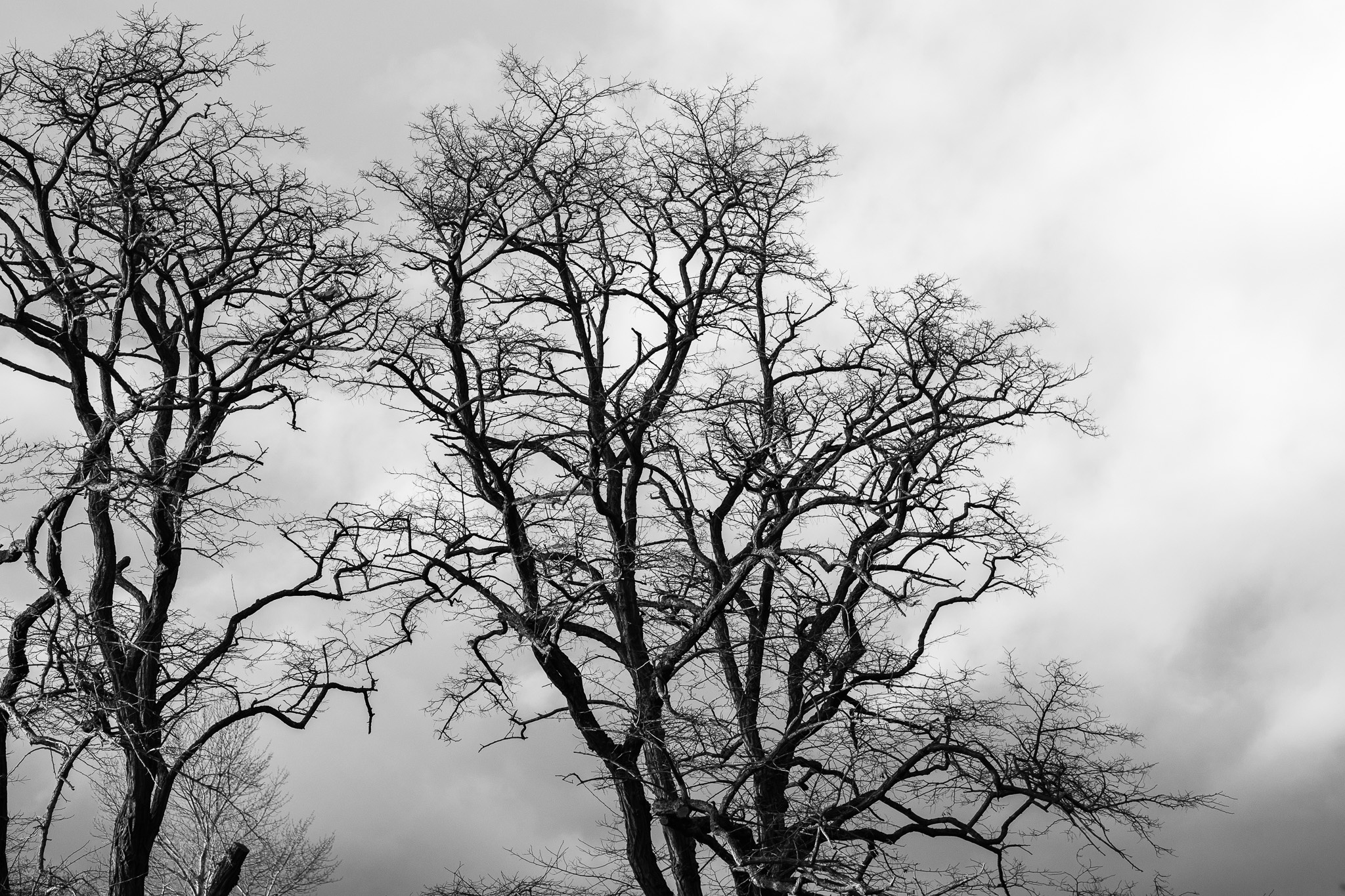 The image features a pair of bare, twisted trees set against a dramatic, cloudy sky, rendered in black and white. The intricate network of branches creates a stark silhouette, emphasizing the trees' skeletal appearance. The overall mood is somber and atmospheric, with the cloudy backdrop adding to the sense of bleakness, suggesting a transitional season or encroaching storm.