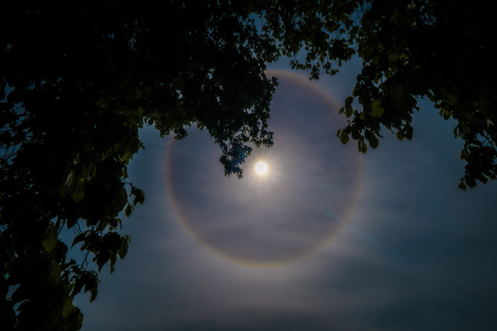 The image captures a radiant sun surrounded by a colorful halo against a backdrop of soft, wispy clouds. Framed by dark green leaves at the top and sides, the scene emphasizes the contrast between the bright sunlight and the muted sky. The halo effect creates a striking visual element, enhancing the ethereal quality of the moment and drawing attention to the sun's brilliance.