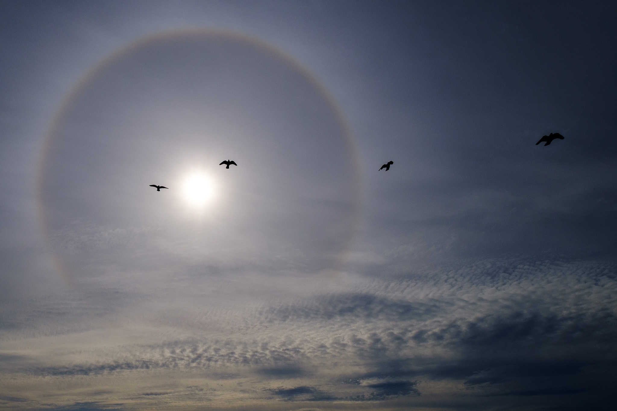 The image captures a serene sky featuring a bright sun surrounded by a subtle halo effect, with wispy clouds creating depth and texture. Four birds are seen flying gracefully in the foreground, silhouetted against the luminous backdrop. The overall atmosphere conveys a sense of calm and beauty, highlighting the interplay between nature and light.