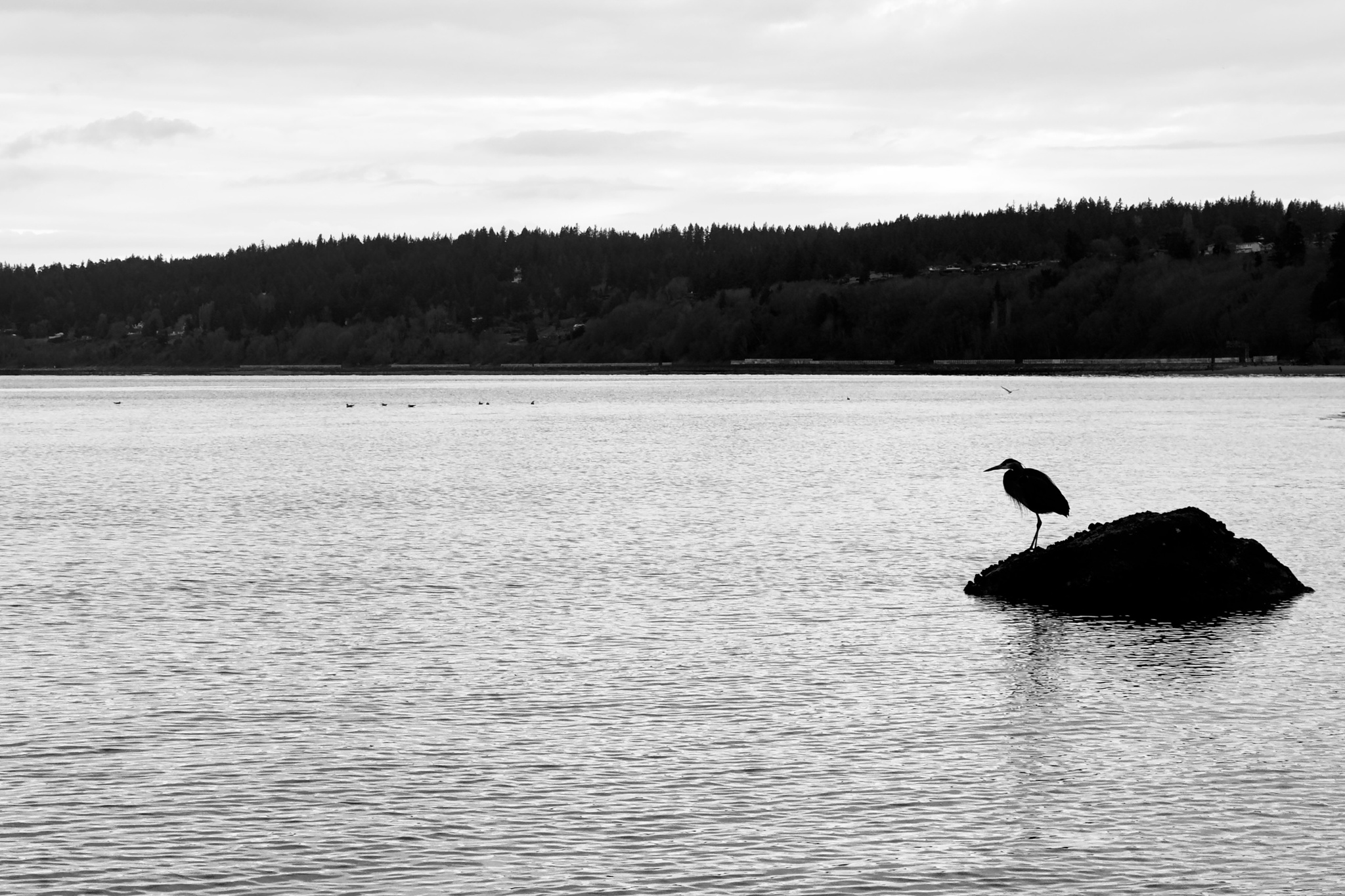 Silhouette of Serenity