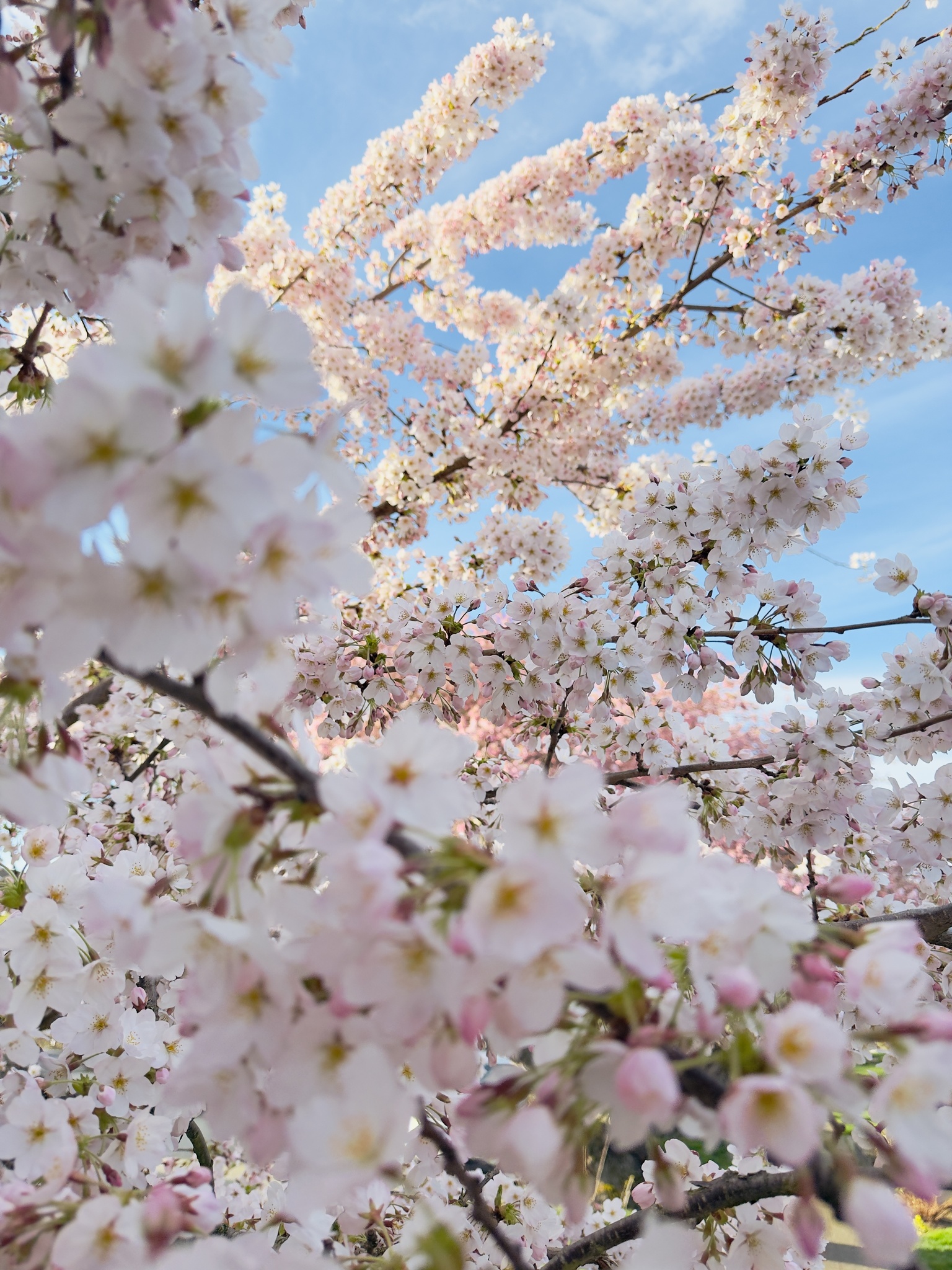 Spring's Blooming Canvas