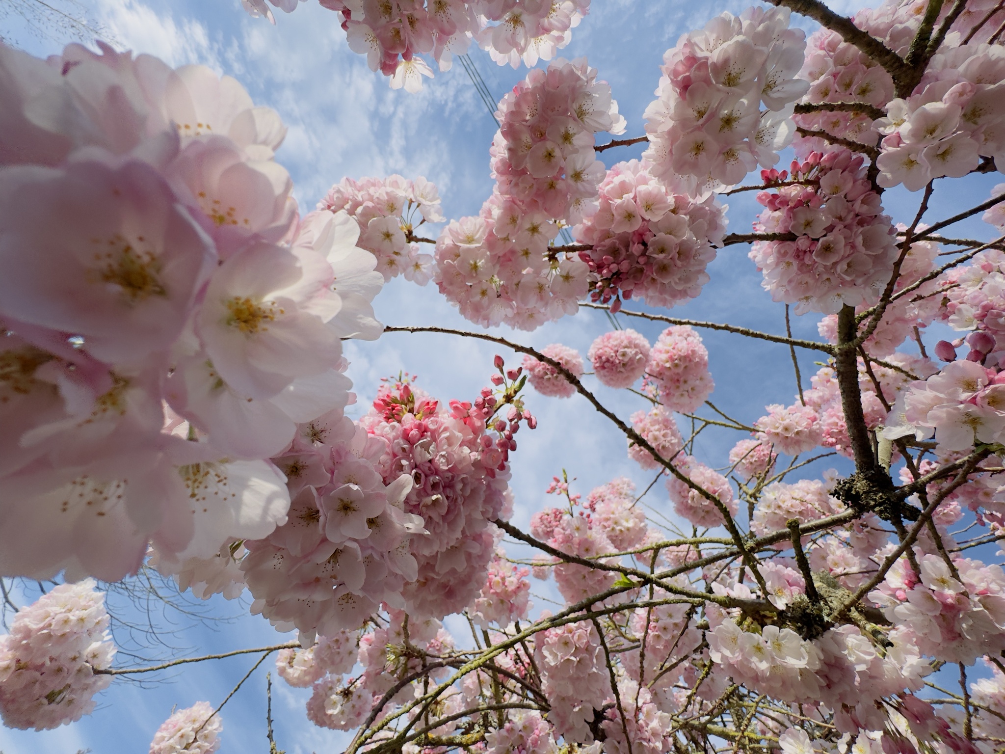 Cherry Blossoms in Bloom