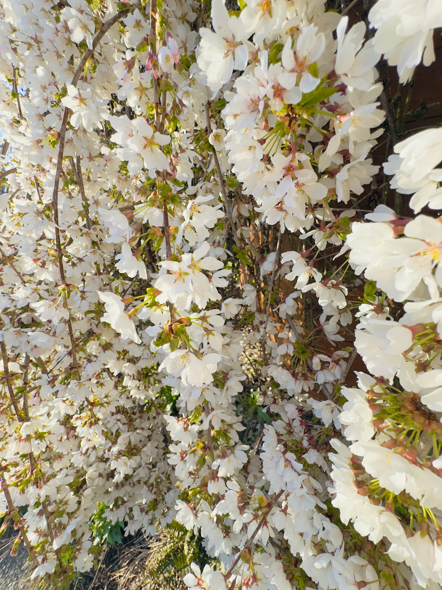 Springtime Blossom Serenity