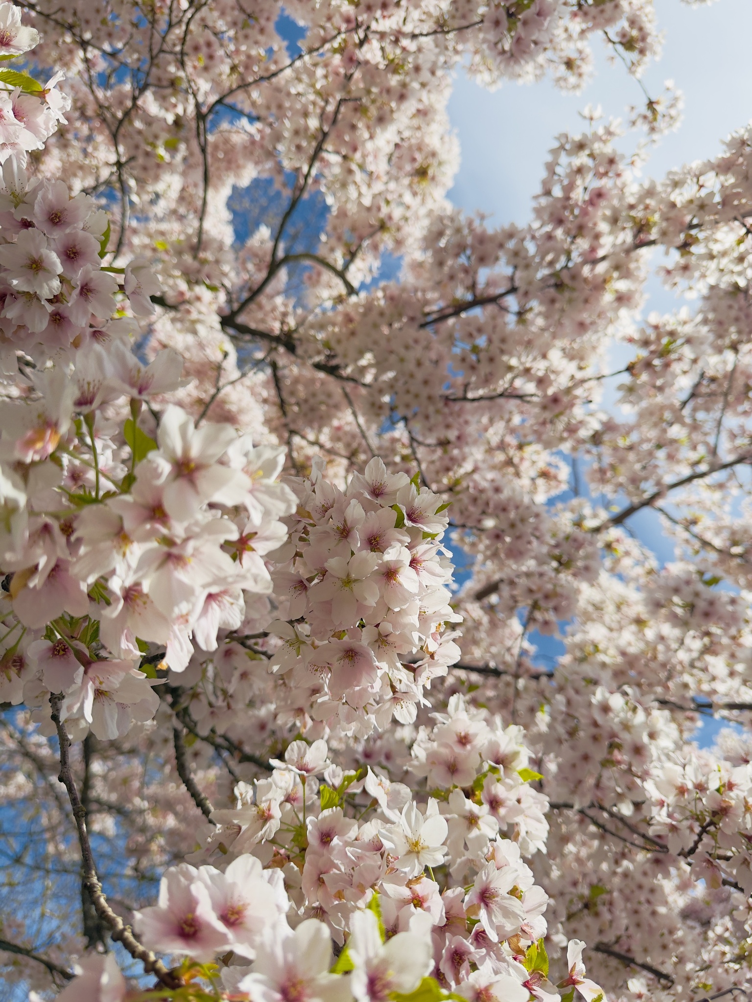 Blossoms Beneath Blue Skies