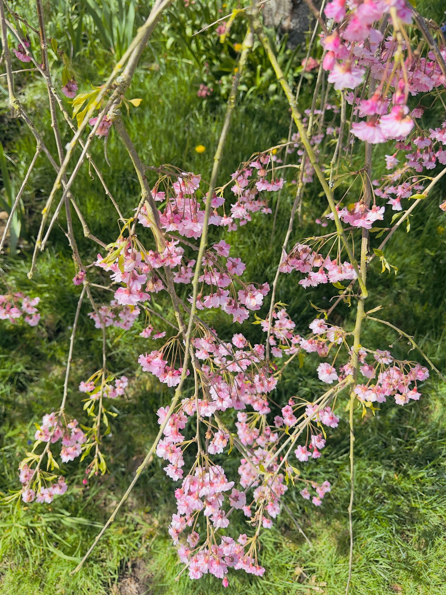 Spring Blossoms in Sunlight