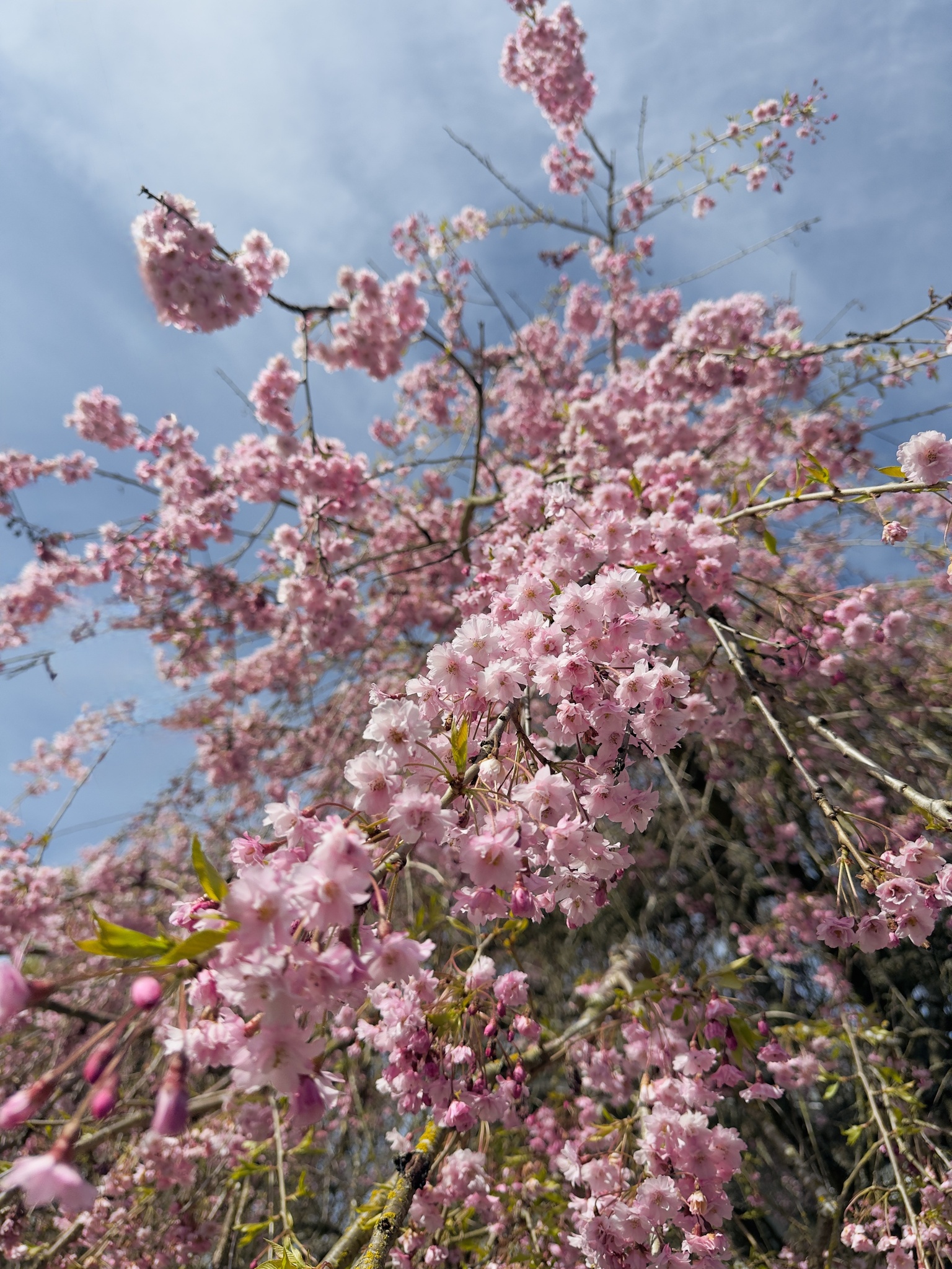 Blossoms Beneath Blue Skies