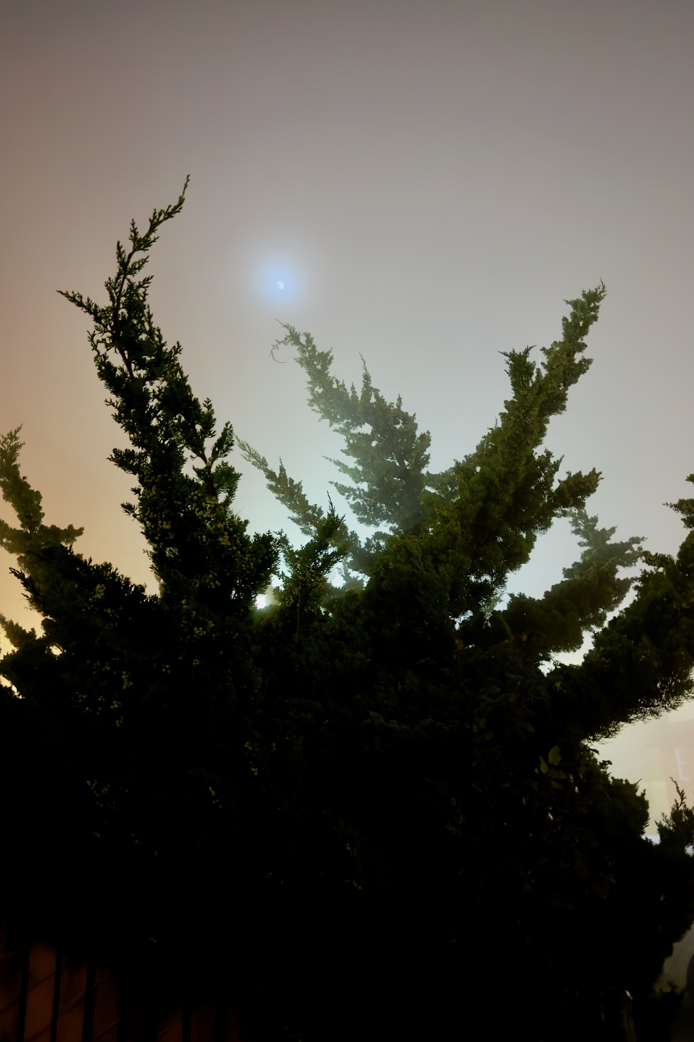 Ethereal Moonlit Forest