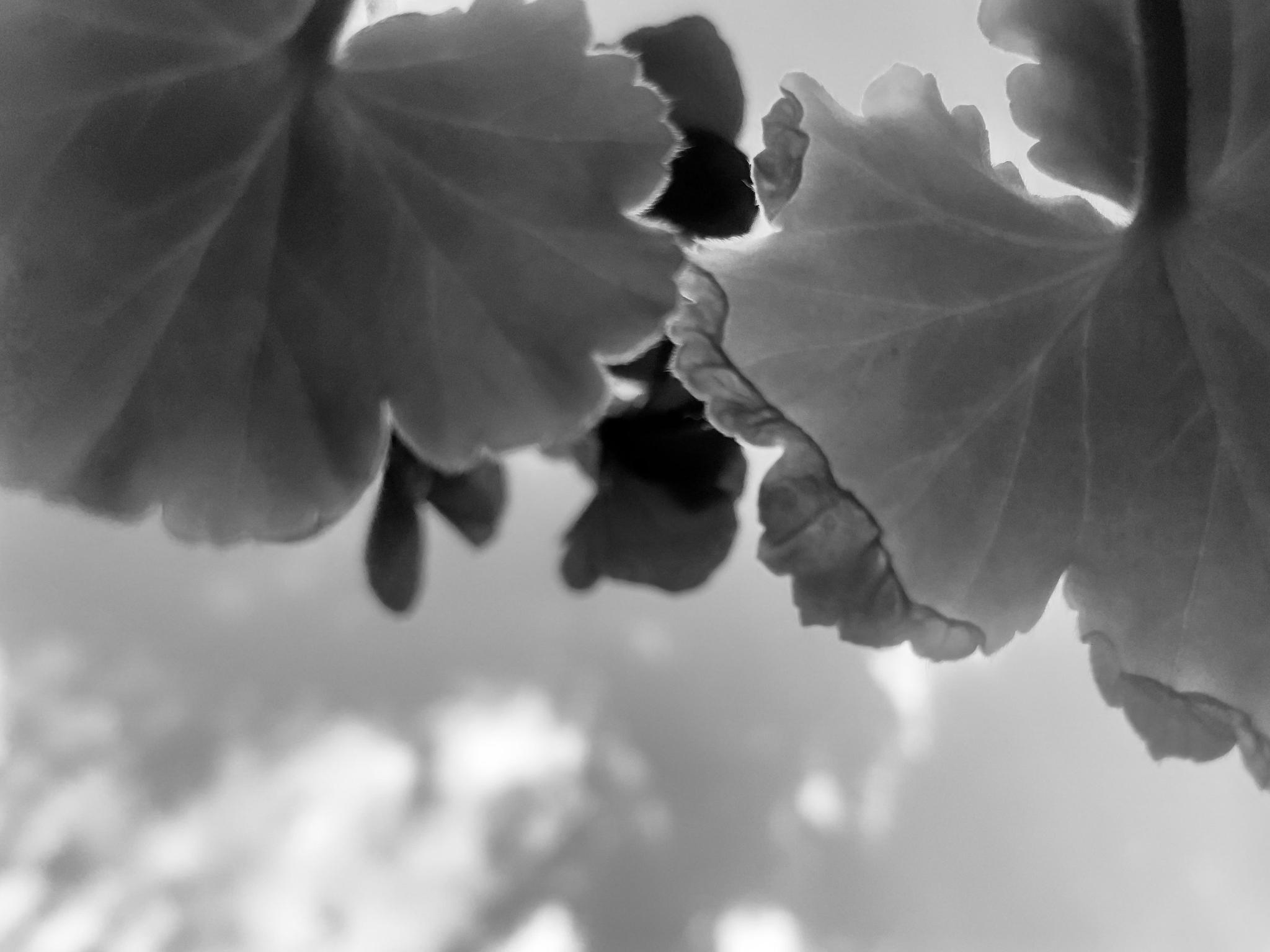Leaf in Dappled Light