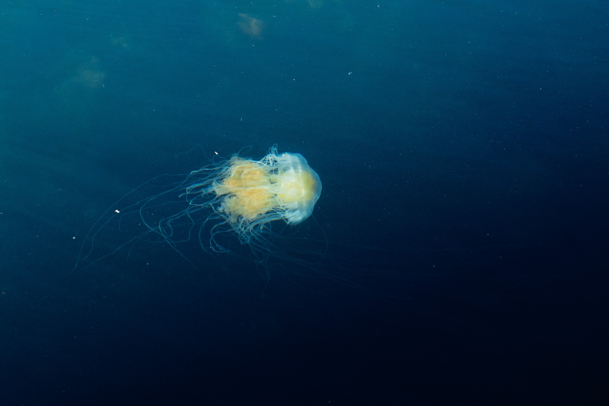 Ethereal Jellyfish Elegance