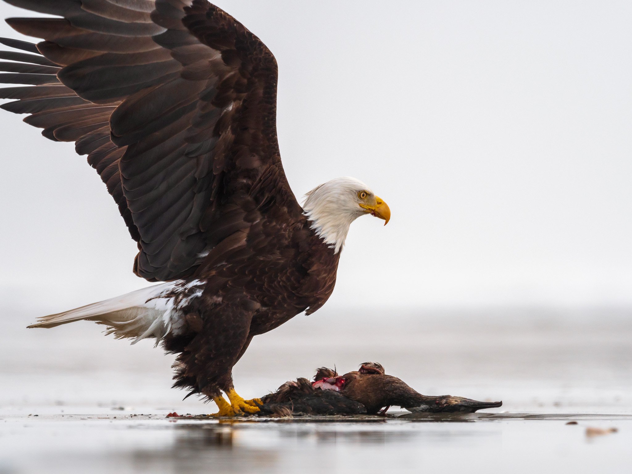 Bald Eagle Perched on Cement
