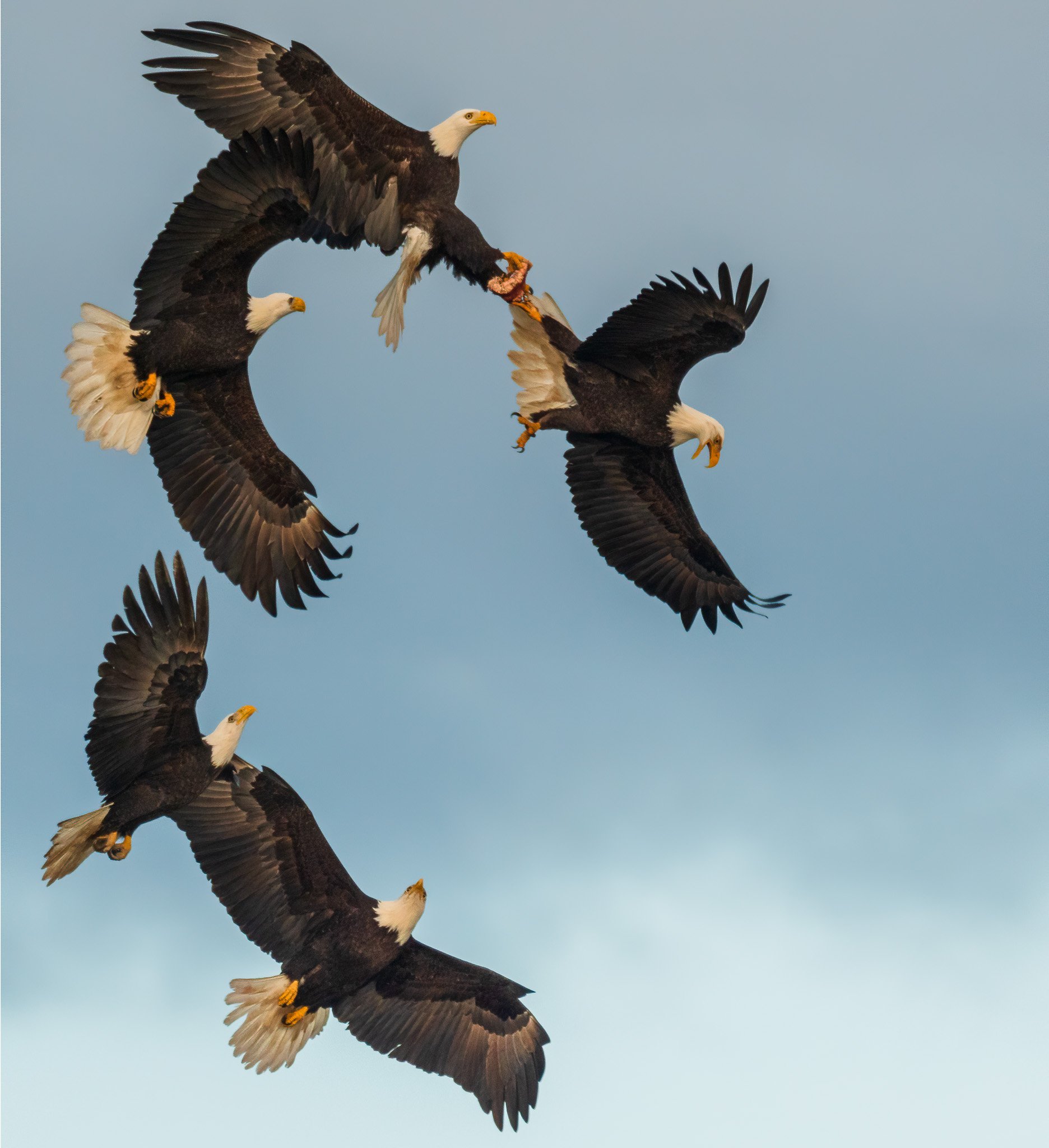 Bald Eagles in Flight Formation