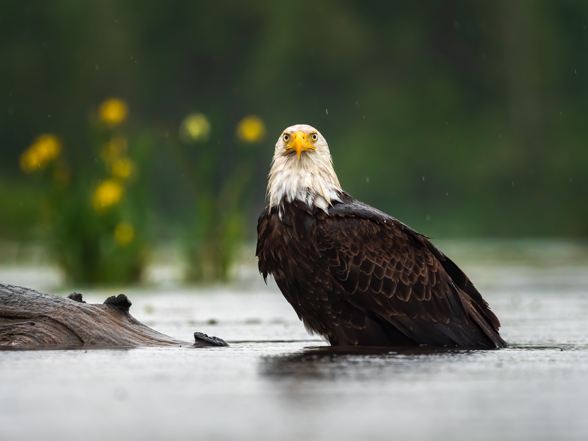 Bald Eagle in Serene Waters