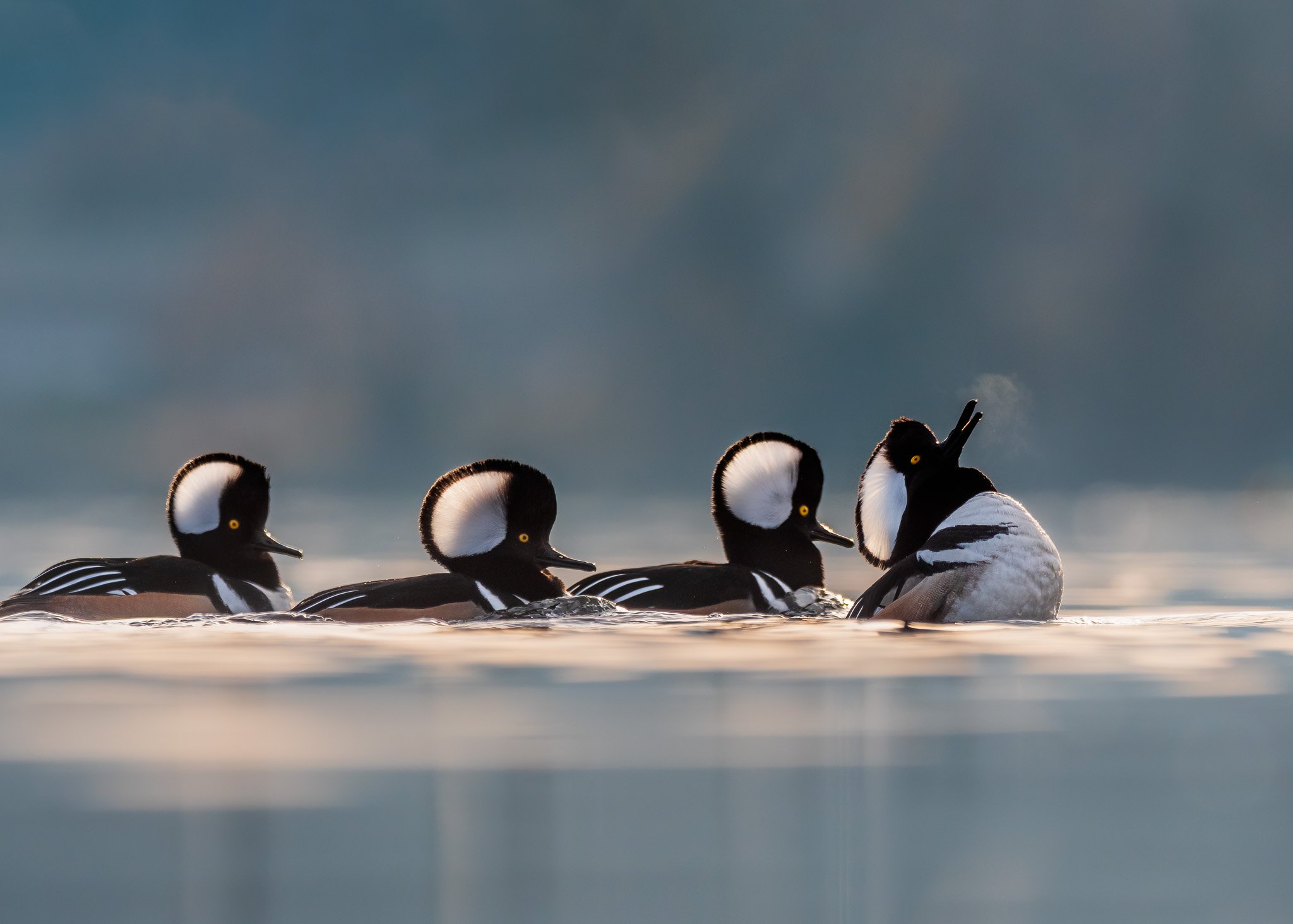 Birds in synchronized swimming.