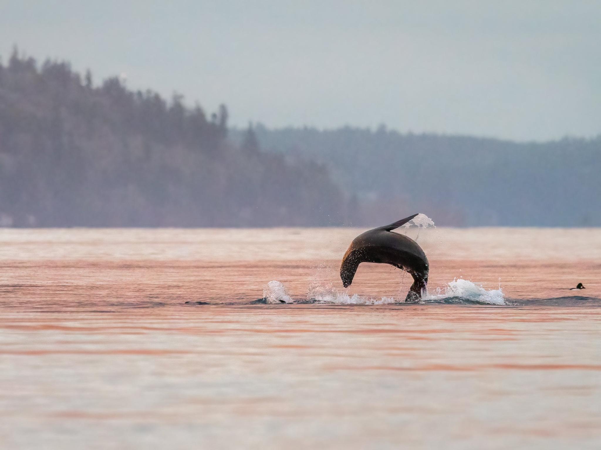 Sea Lion's Dramatic Water Exit