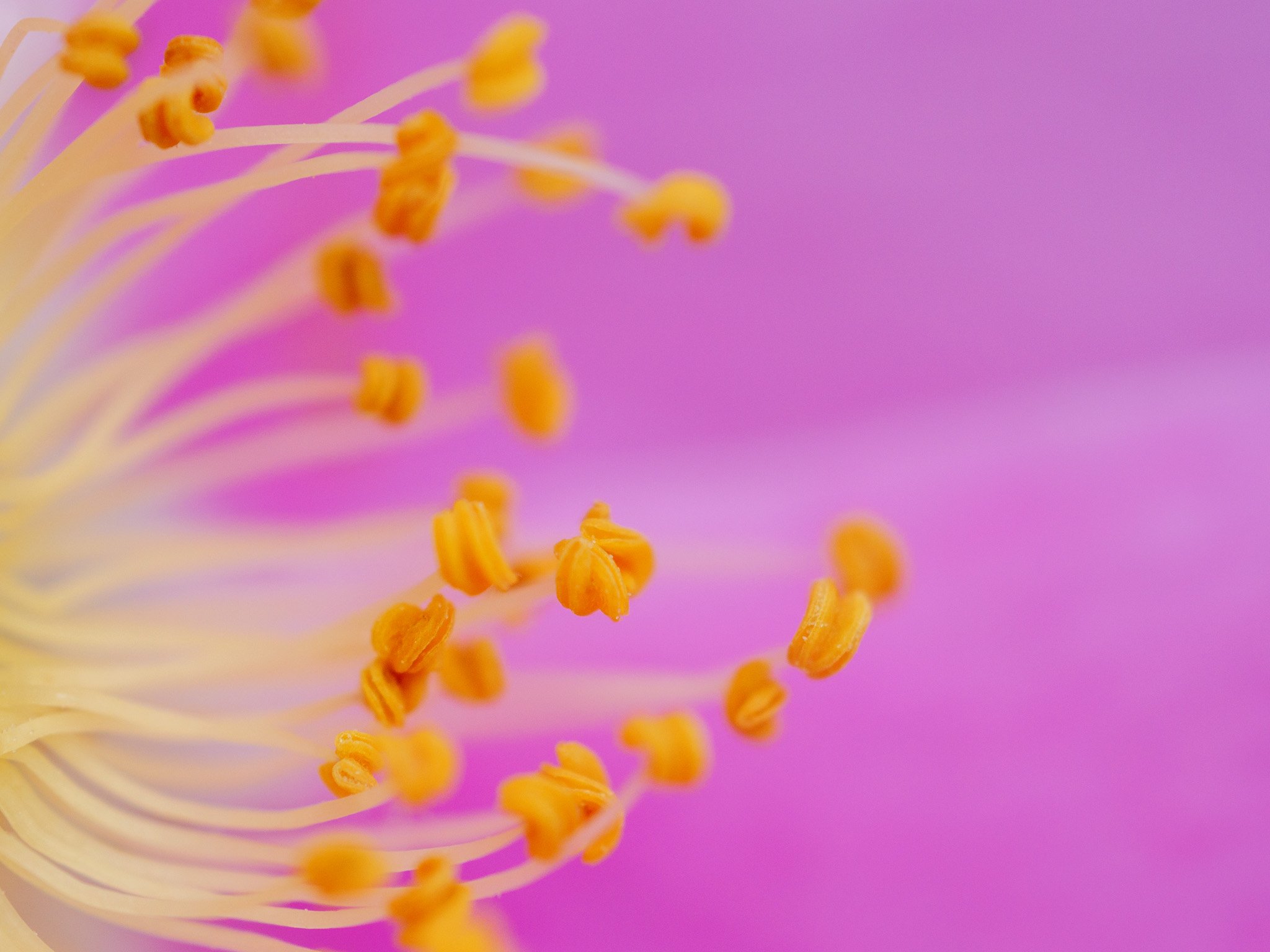Yellow Flower in Soft Focus