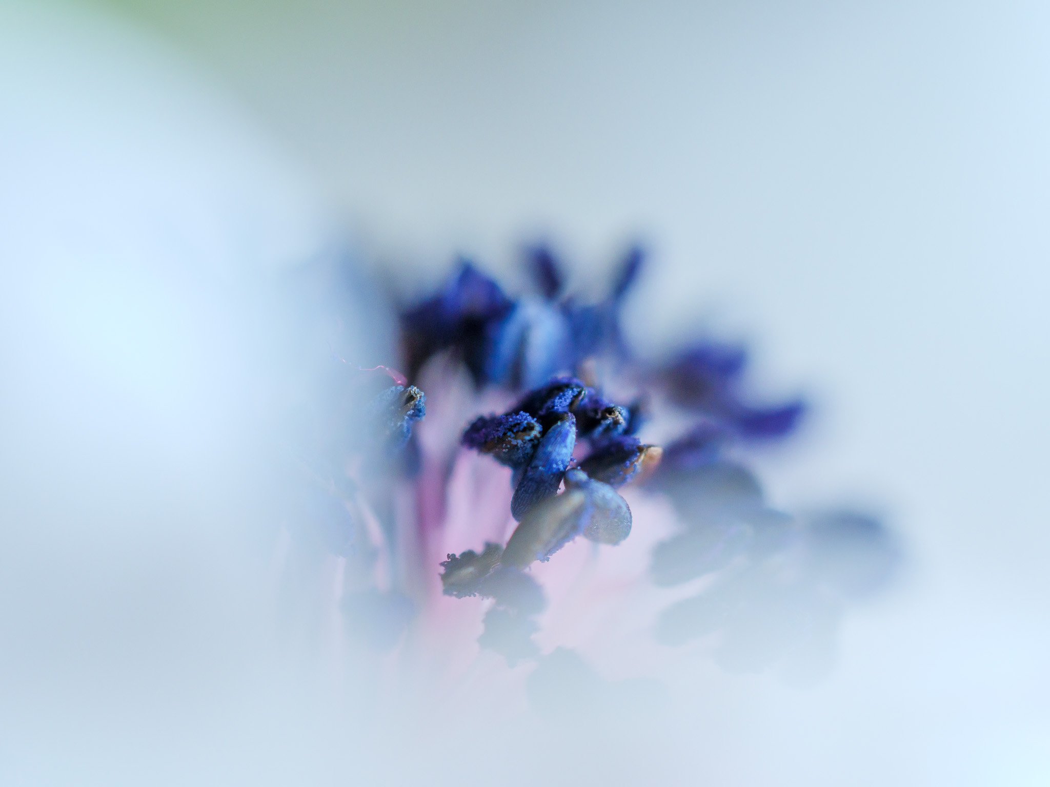 Delicate Purple Flower Bloom