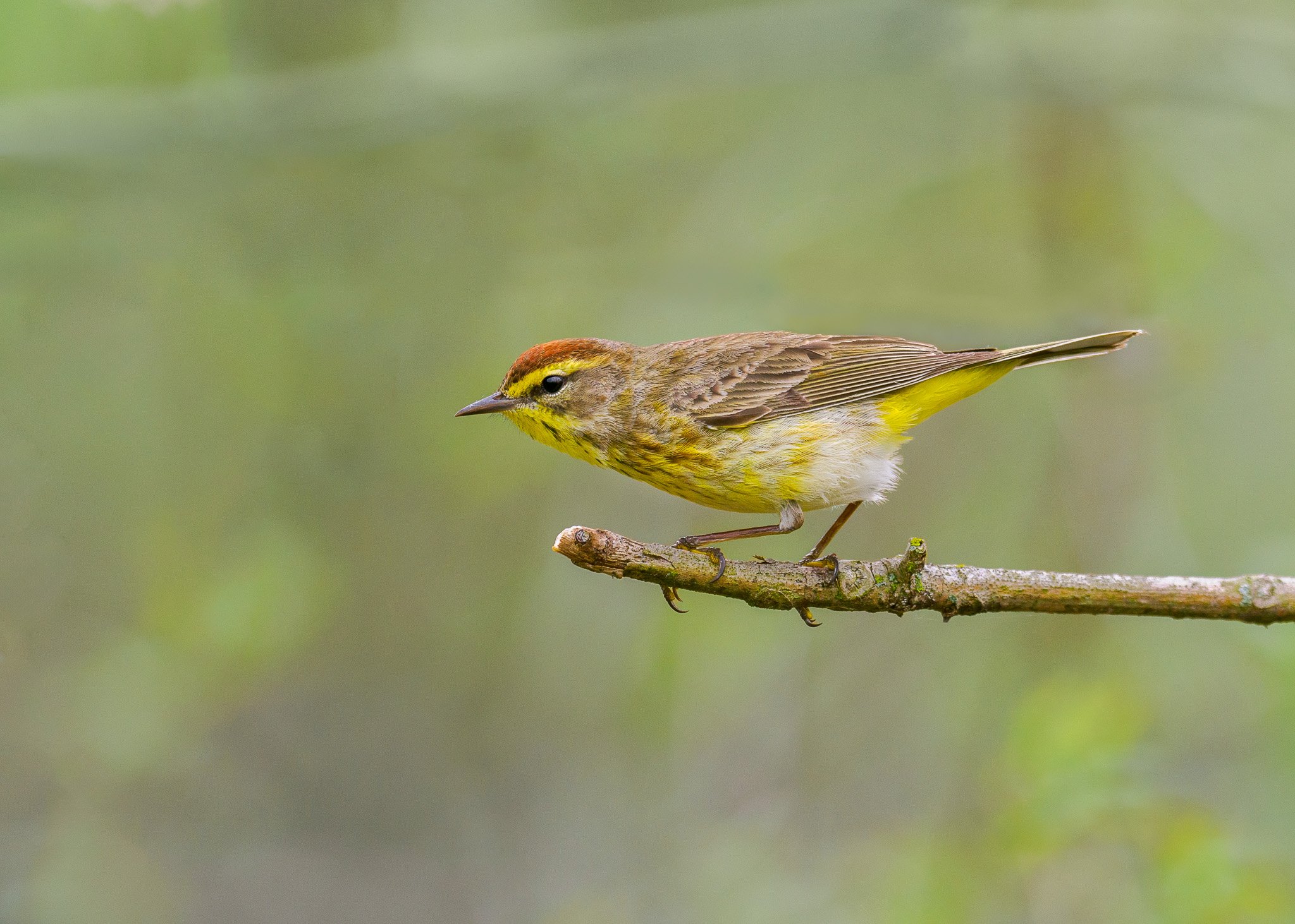 Palm Warbler