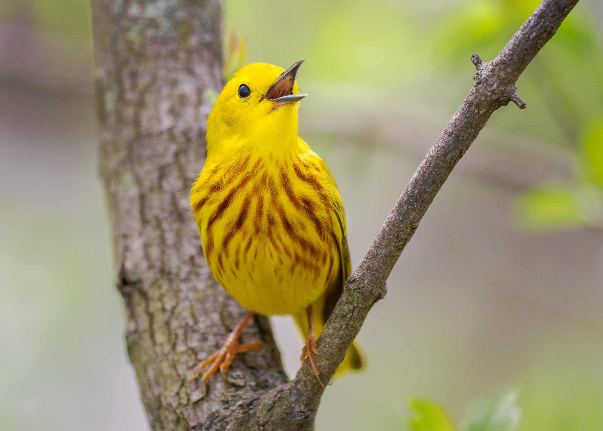 Yellow Warbler