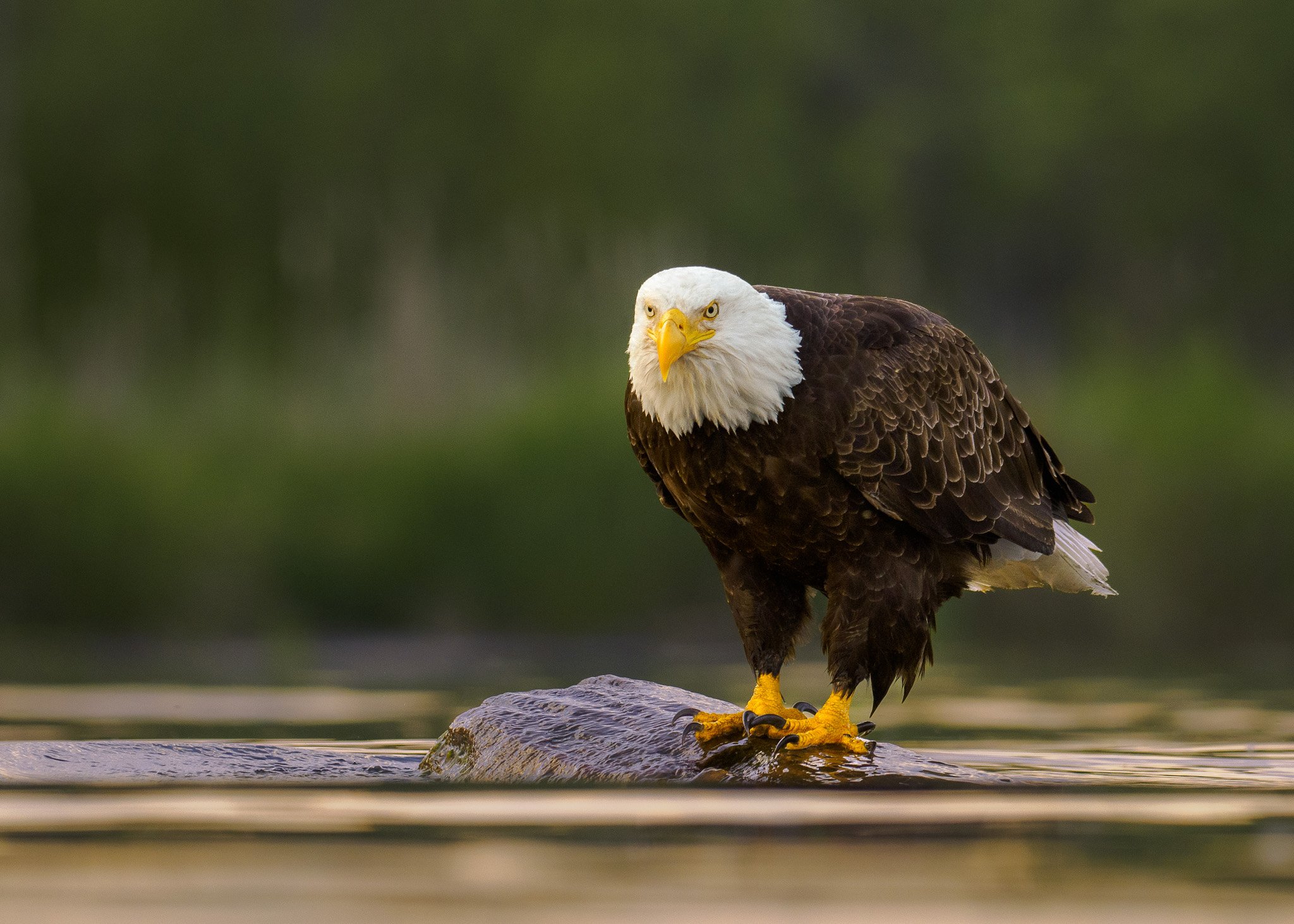 Bald Eagle Perched on Rock
