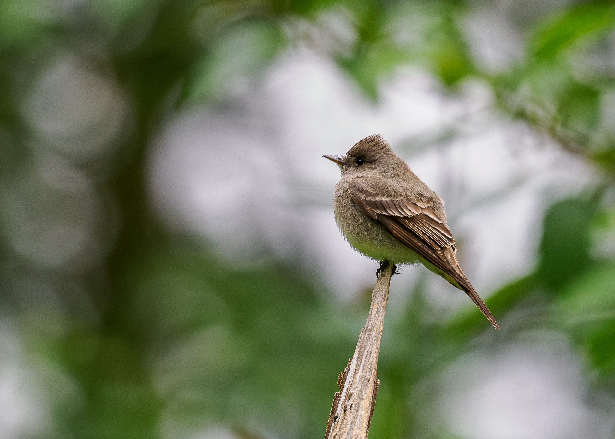 Perched Western Wood-Pewee