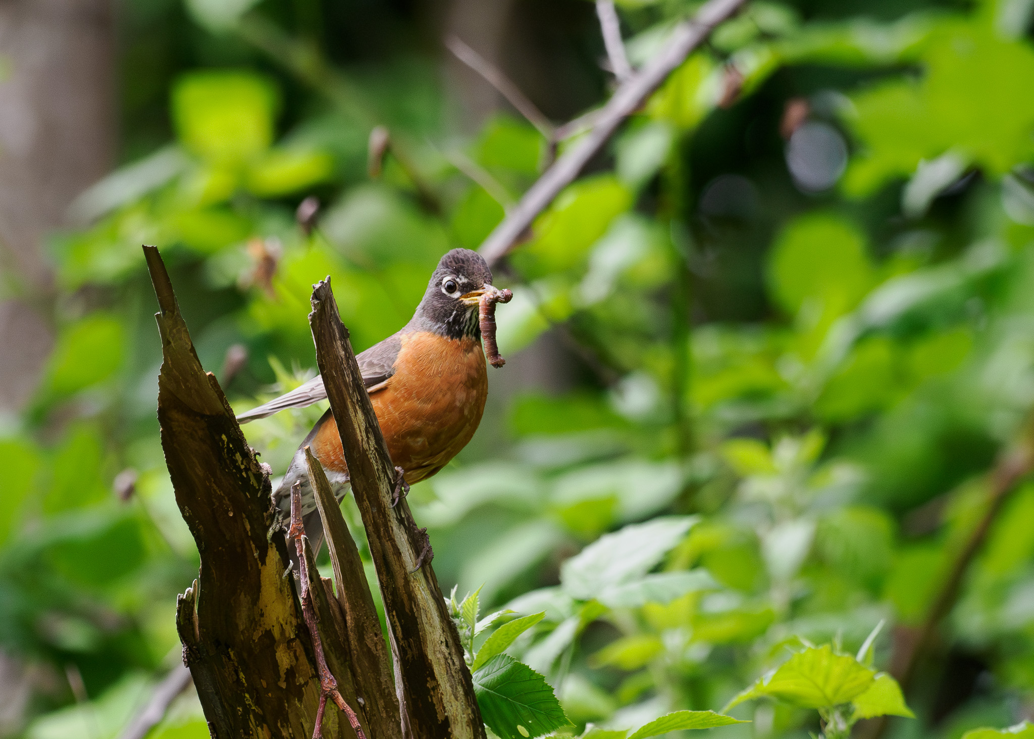 American Robin &amp; worm