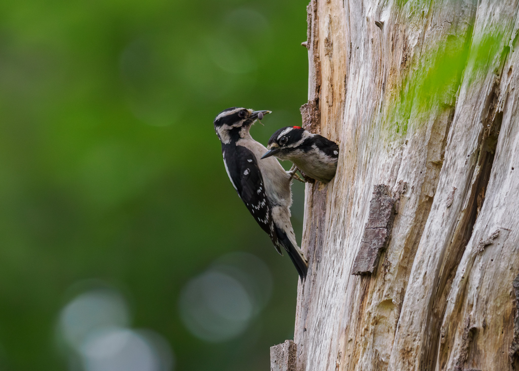 Spring Birds in Seattle