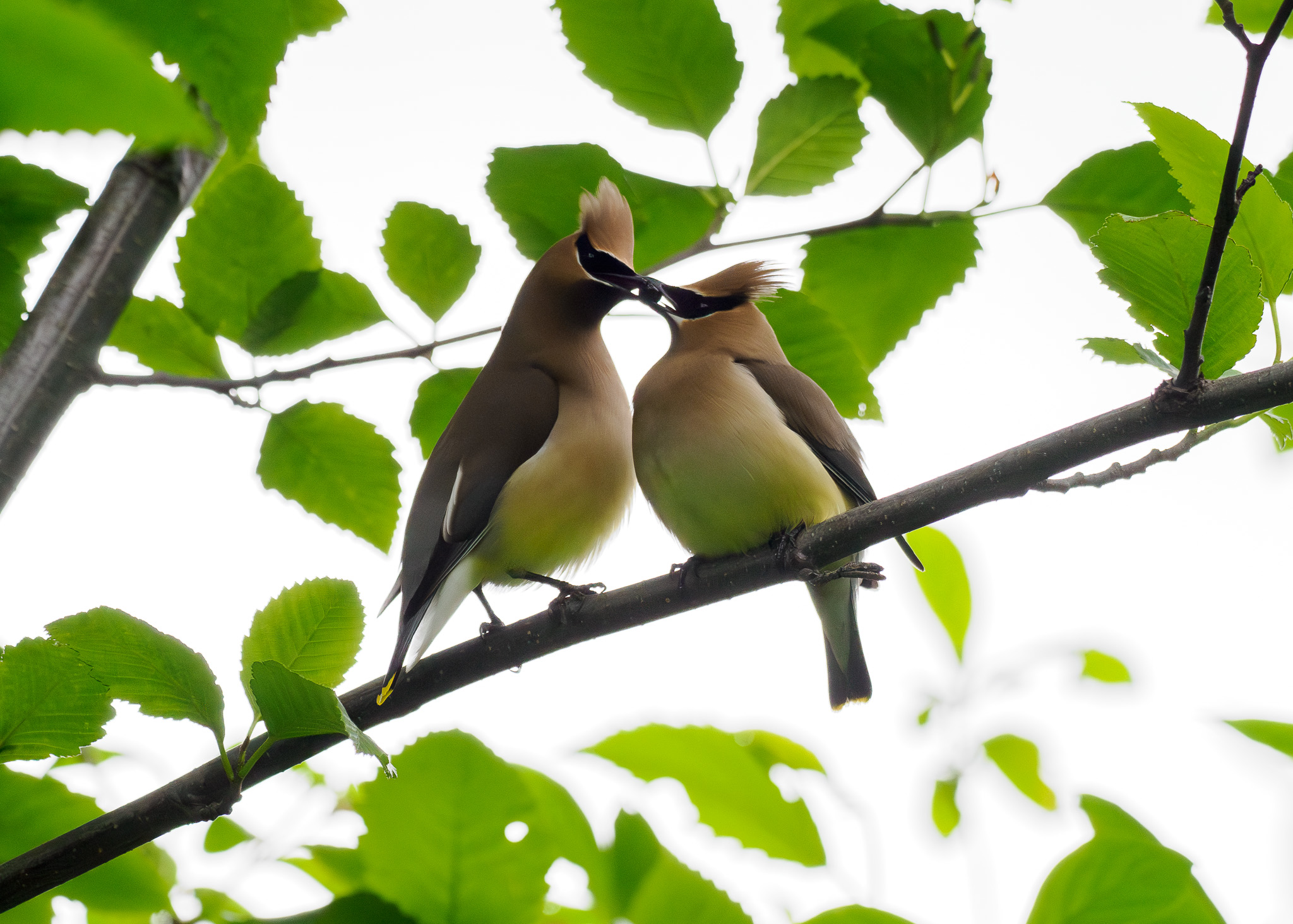 Cedar Waxwings passing a berry back and forth as a mating ritual
