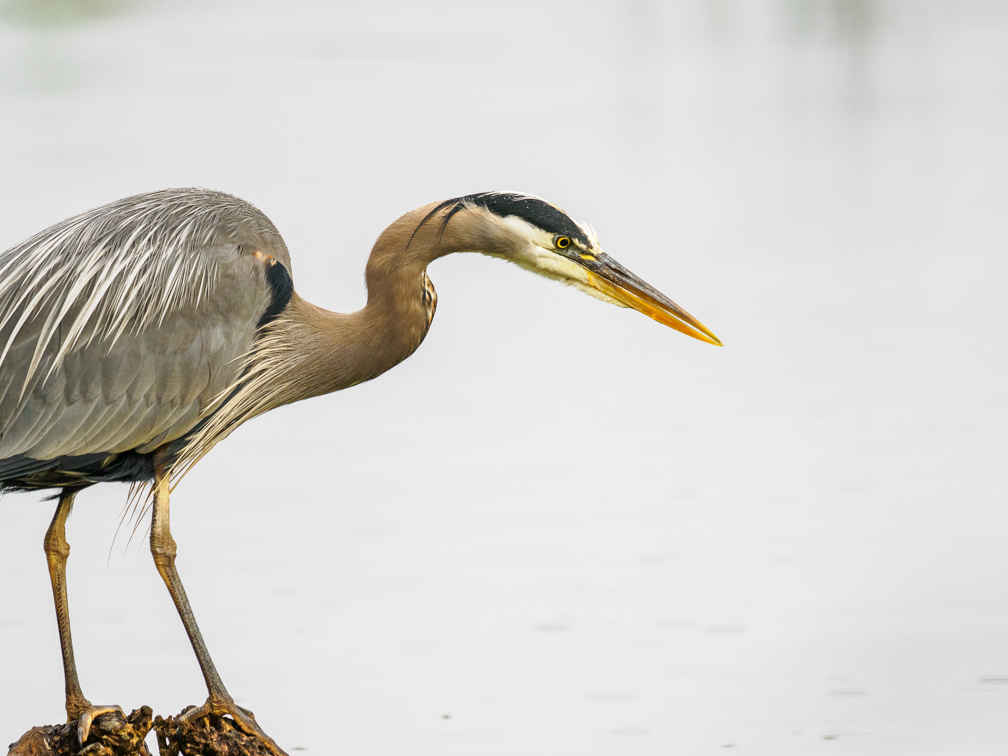 Great Blue Heron