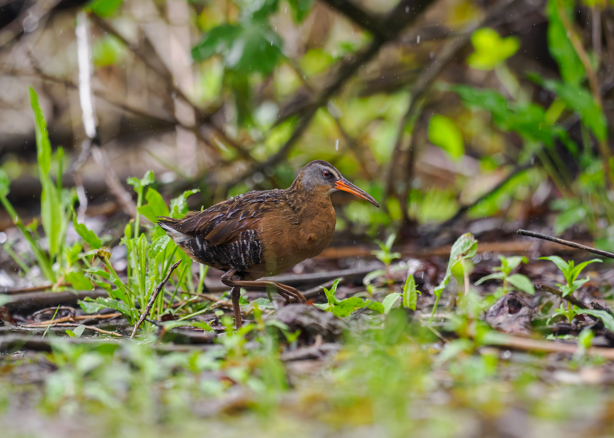 Virginia Rail