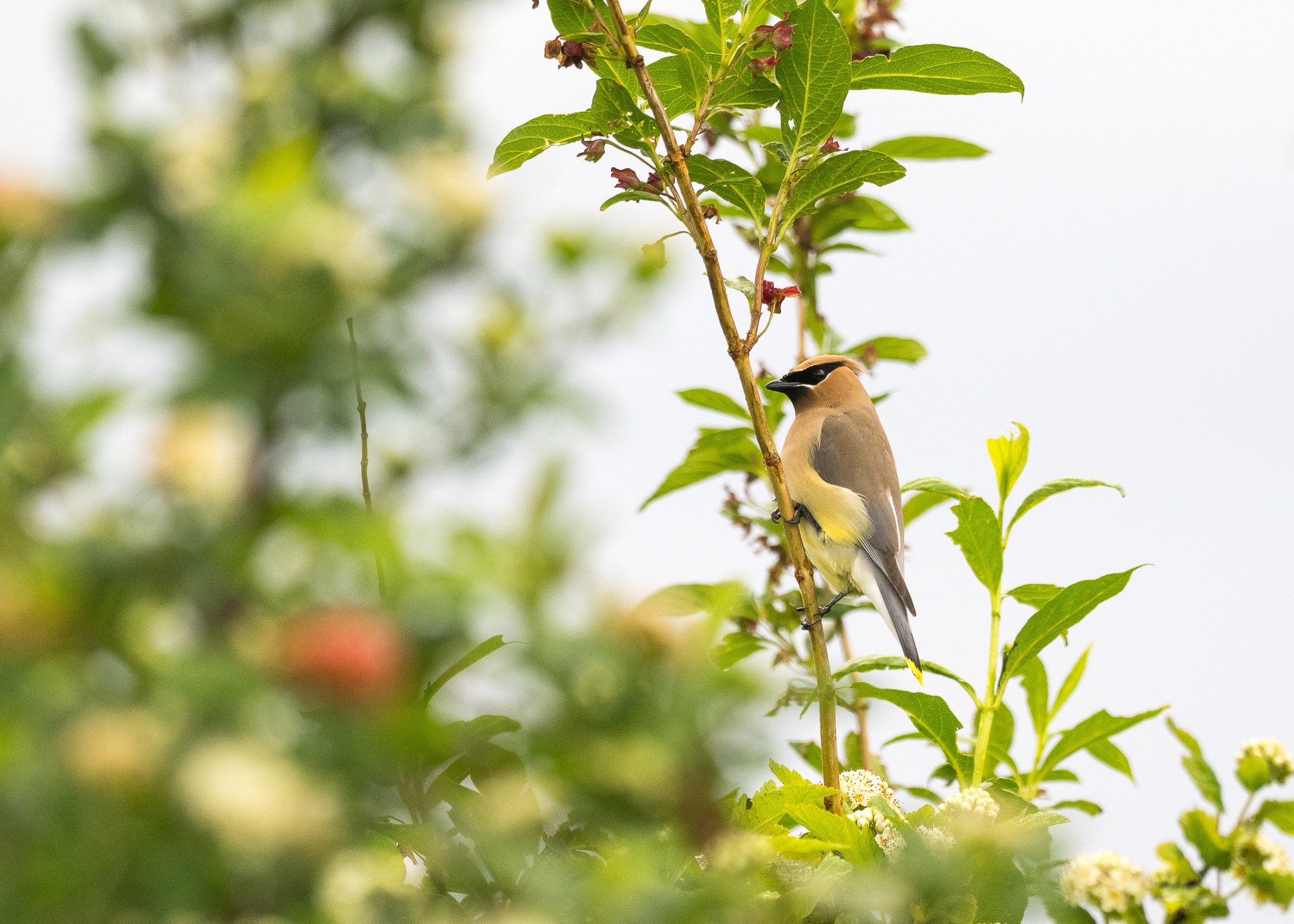 Cedar Waxwing