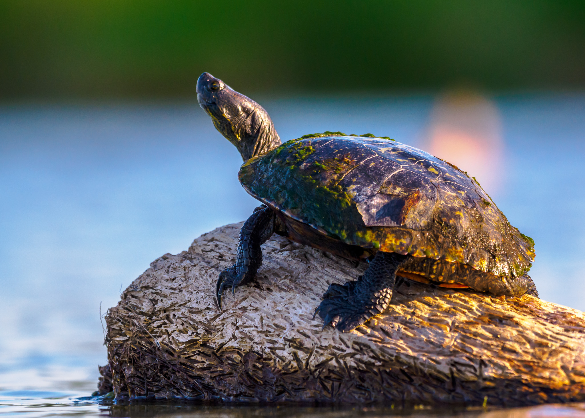 Turtle on a log