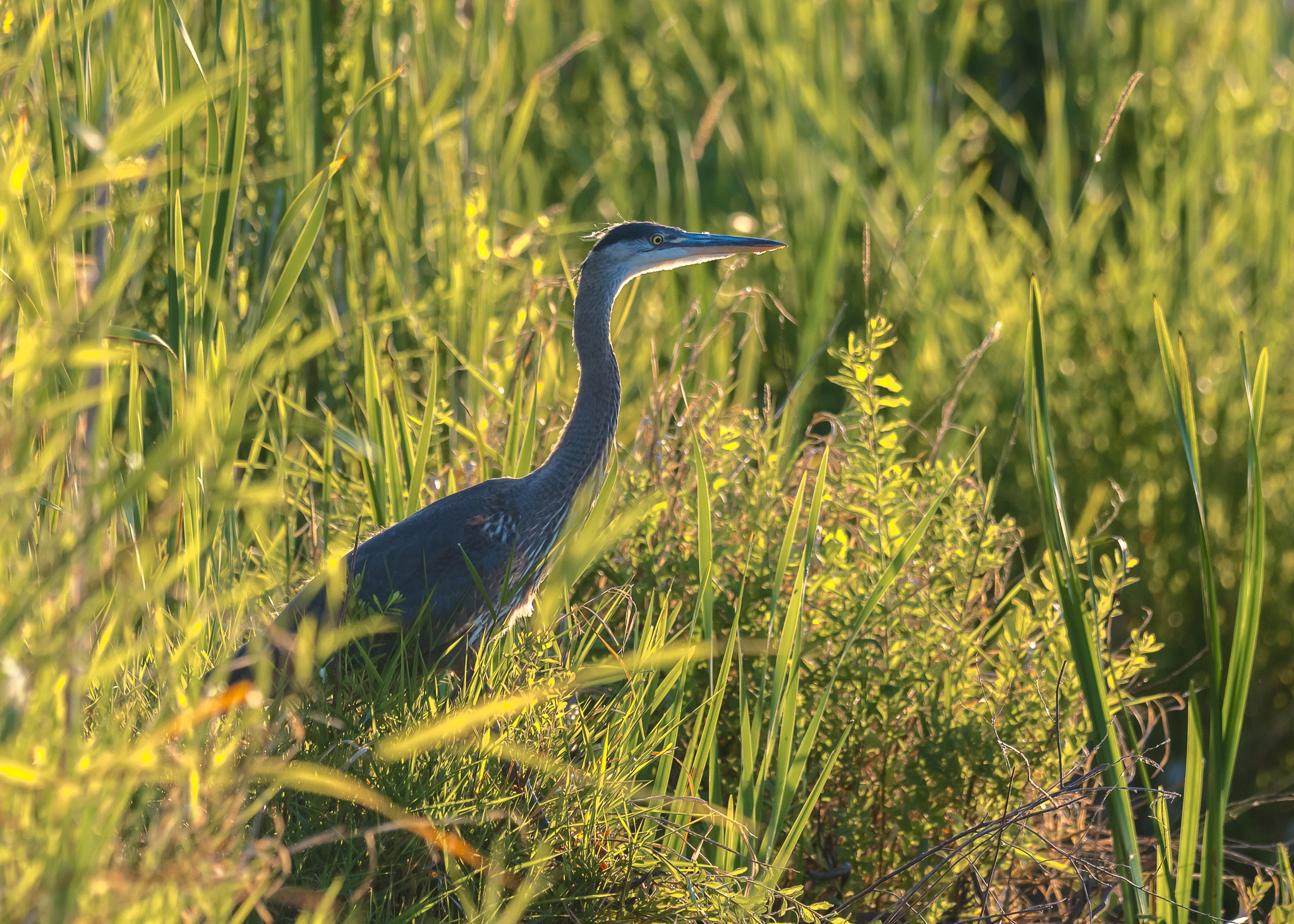 Blue Heron in Serene Landscape