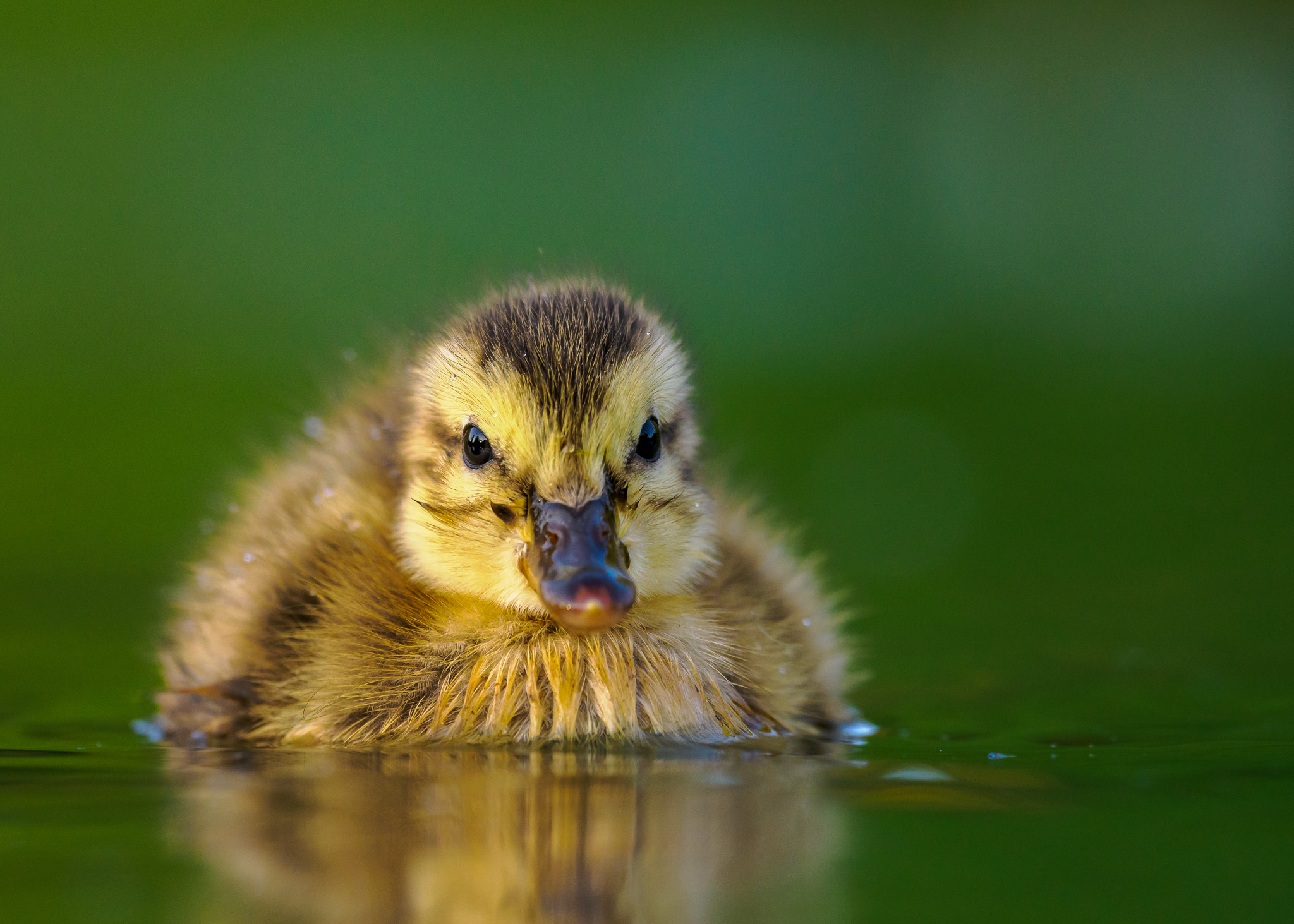 Sunlit Duckling Reflection Delight