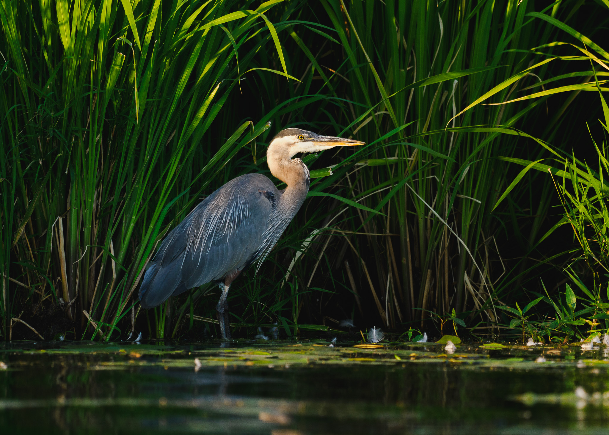 Birds from the Kayak