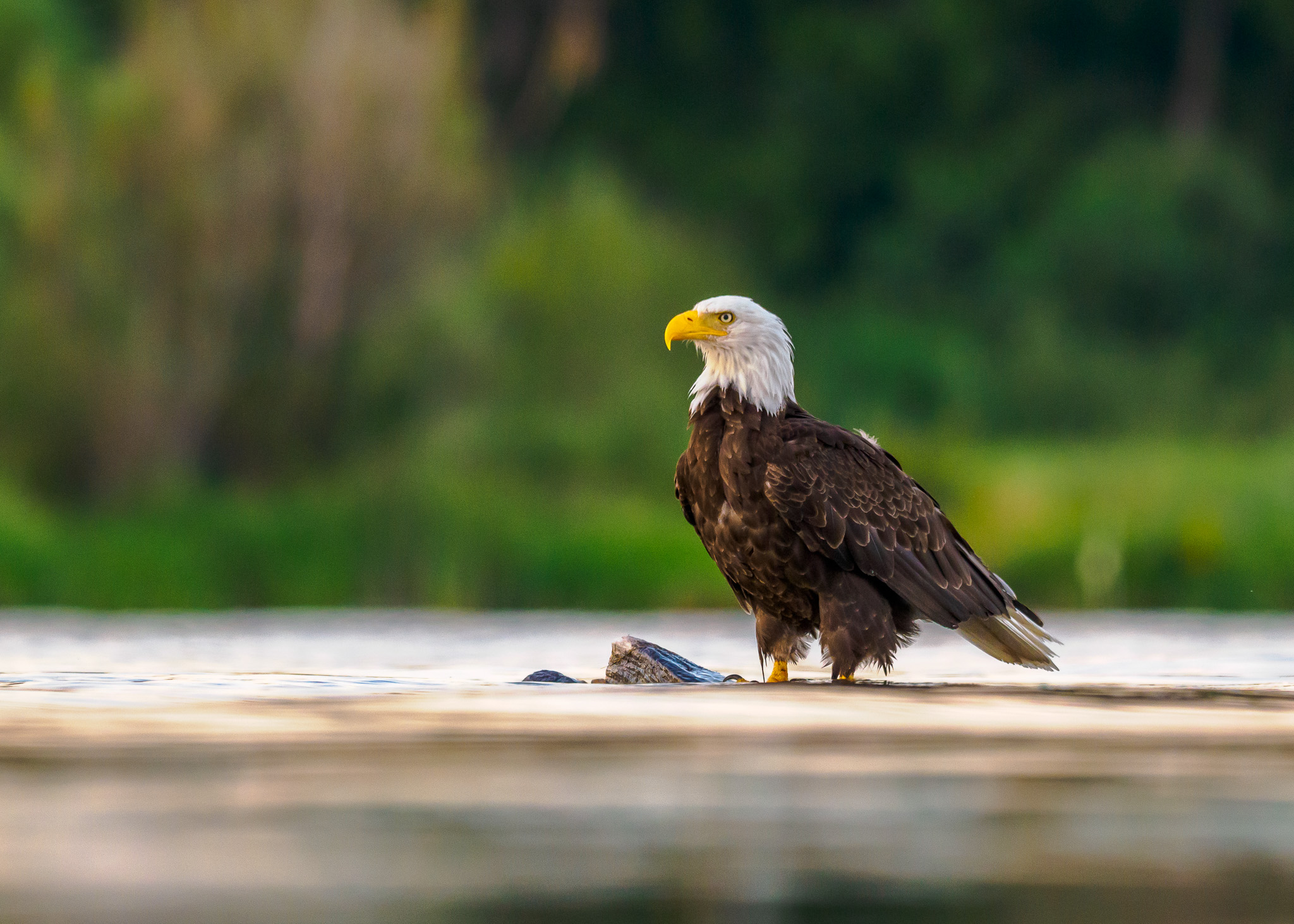 Bald Eagle in Reflection