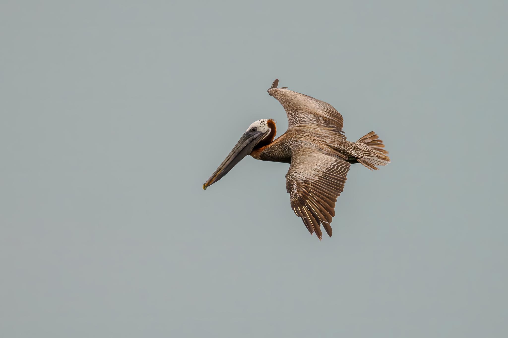 Brown Pelican