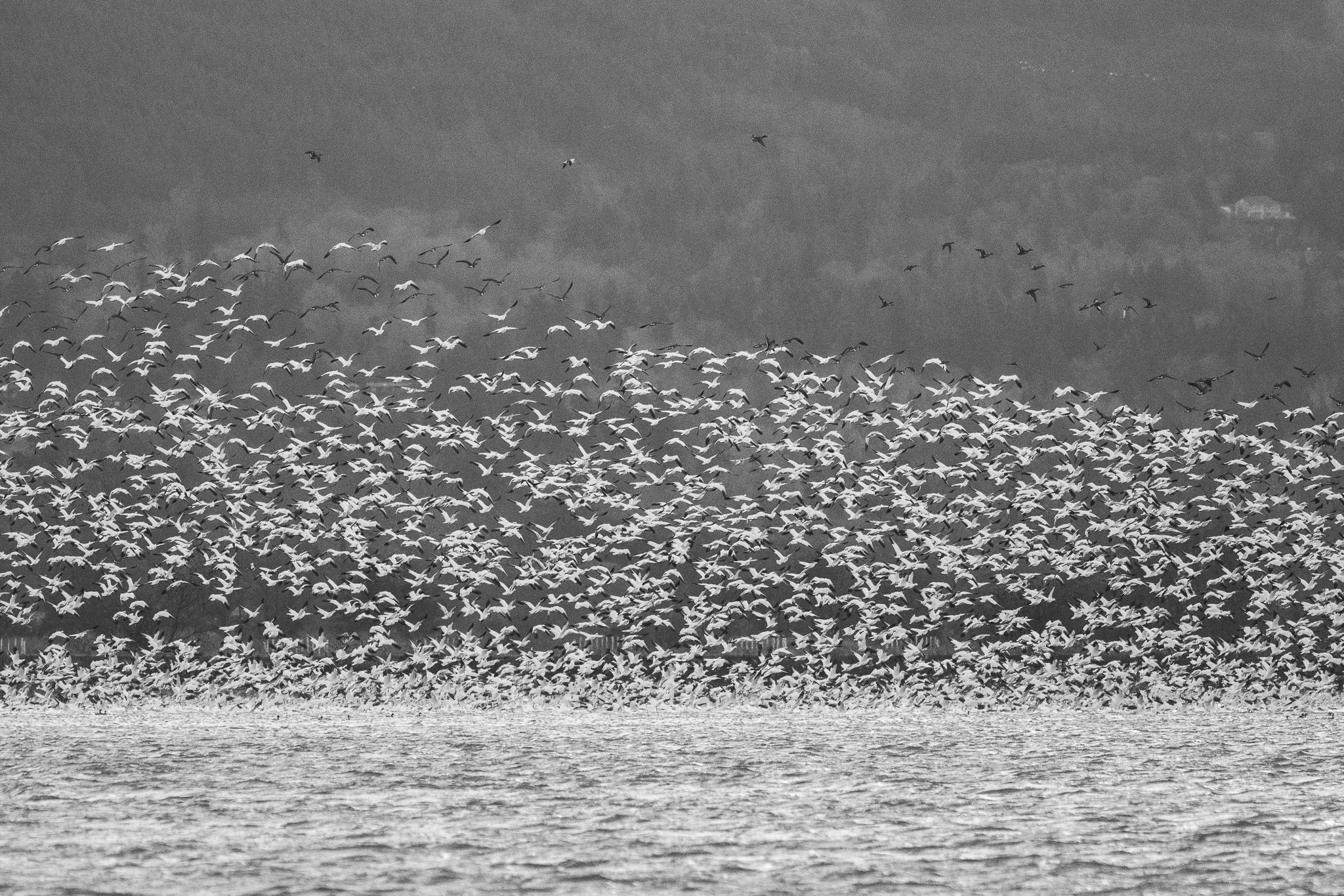 Skagit Snow Geese