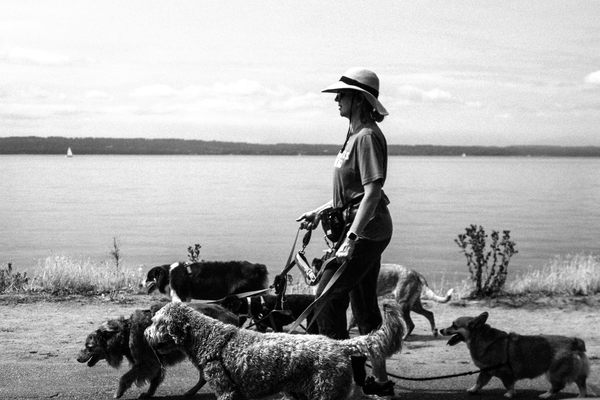 Walking a pack of dogs