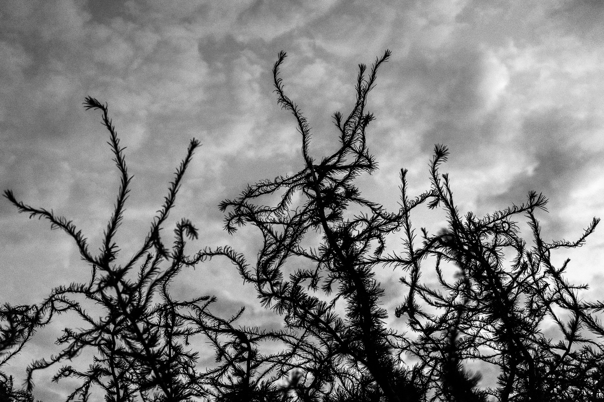 Darkness Under the Canopy