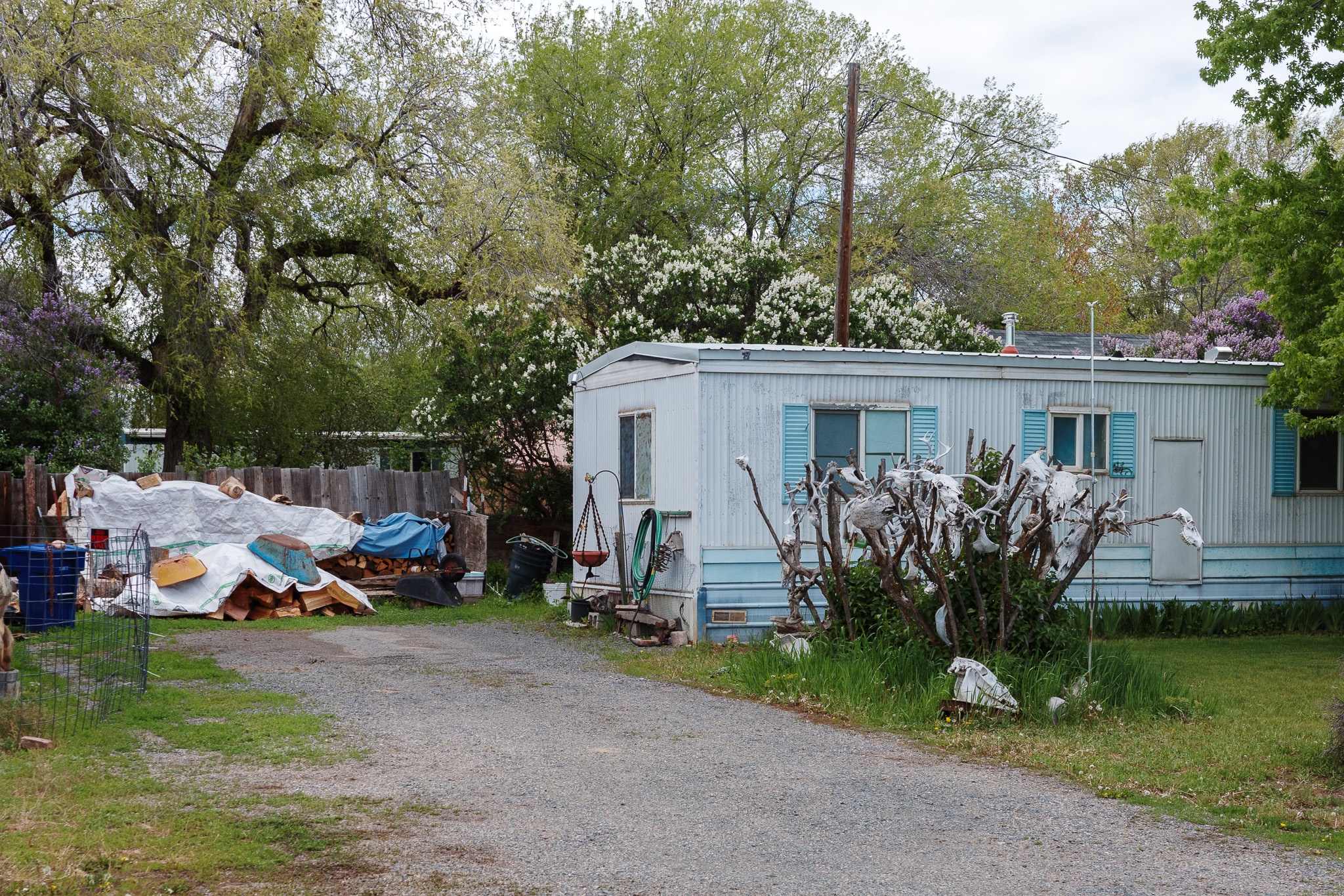 The image depicts a modest mobile home situated along a gravel driveway, surrounded by lush greenery and blooming trees. To the left, there is a pile of materials covered with a white tarp, hinting at some ongoing outdoor activity or storage. The mobile home, with its blue shutters and weathered exterior, is accompanied by various items scattered around, including a wheelbarrow and a hose. The overall setting conveys a rustic, lived-in atmosphere, with vibrant foliage adding a natural backdrop to the scene.