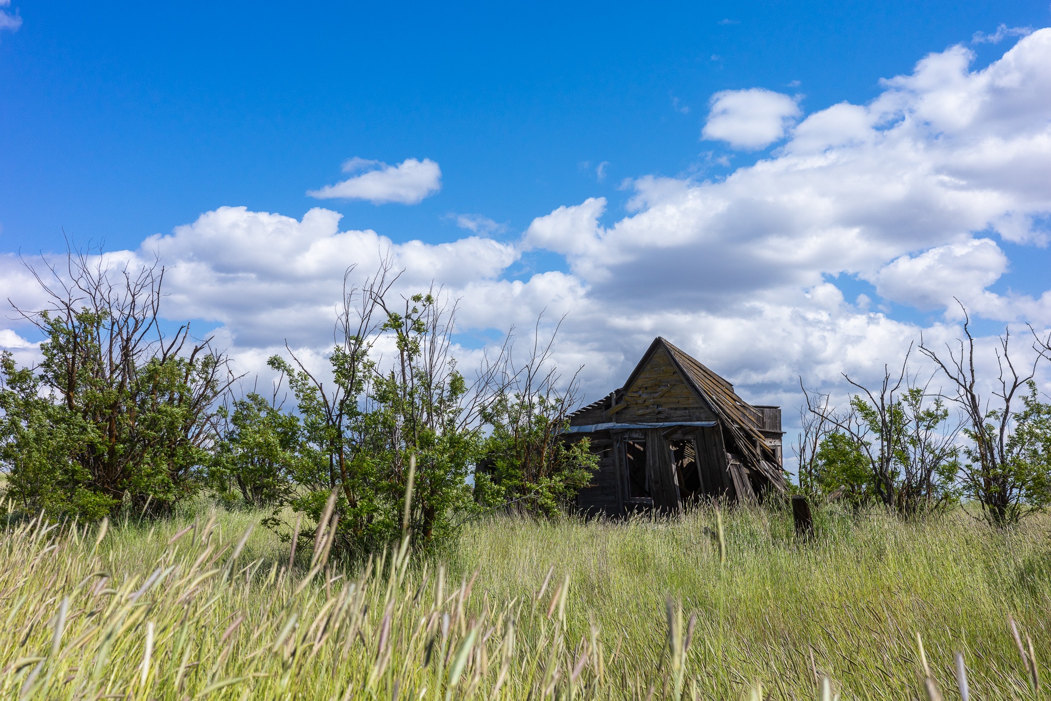 The image depicts a dilapidated, abandoned house nestled among tall grasses and sparse shrubs in a rural setting. The house, with its weathered wooden structure and partially collapsed roof, evokes a sense of nostalgia and decay. A bright blue sky filled with fluffy white clouds serves as a backdrop, contrasting with the earthy tones of the building and surrounding vegetation. The scene suggests a tranquil yet haunting atmosphere, highlighting the passage of time in this deserted landscape.