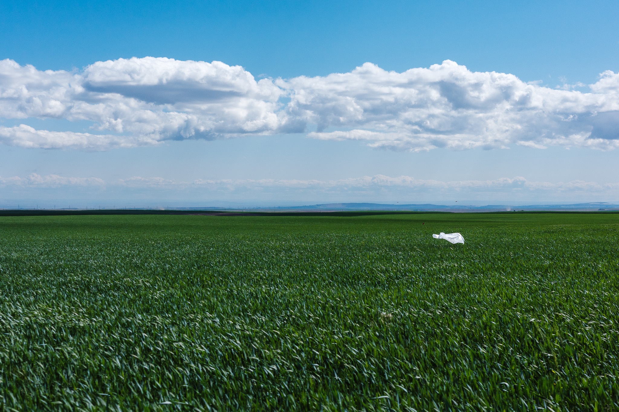 The image features a vast, lush green field under a bright blue sky dotted with fluffy white clouds. In the foreground, the healthy green grass sways gently, creating a sense of movement. A notable element in the scene is a single white object, possibly a discarded plastic bag or fabric, contrasting against the vibrant greenery. The background showcases a distant horizon, enhancing the open and expansive feel of the landscape. Overall, the composition evokes a serene yet somewhat neglected rural environment.