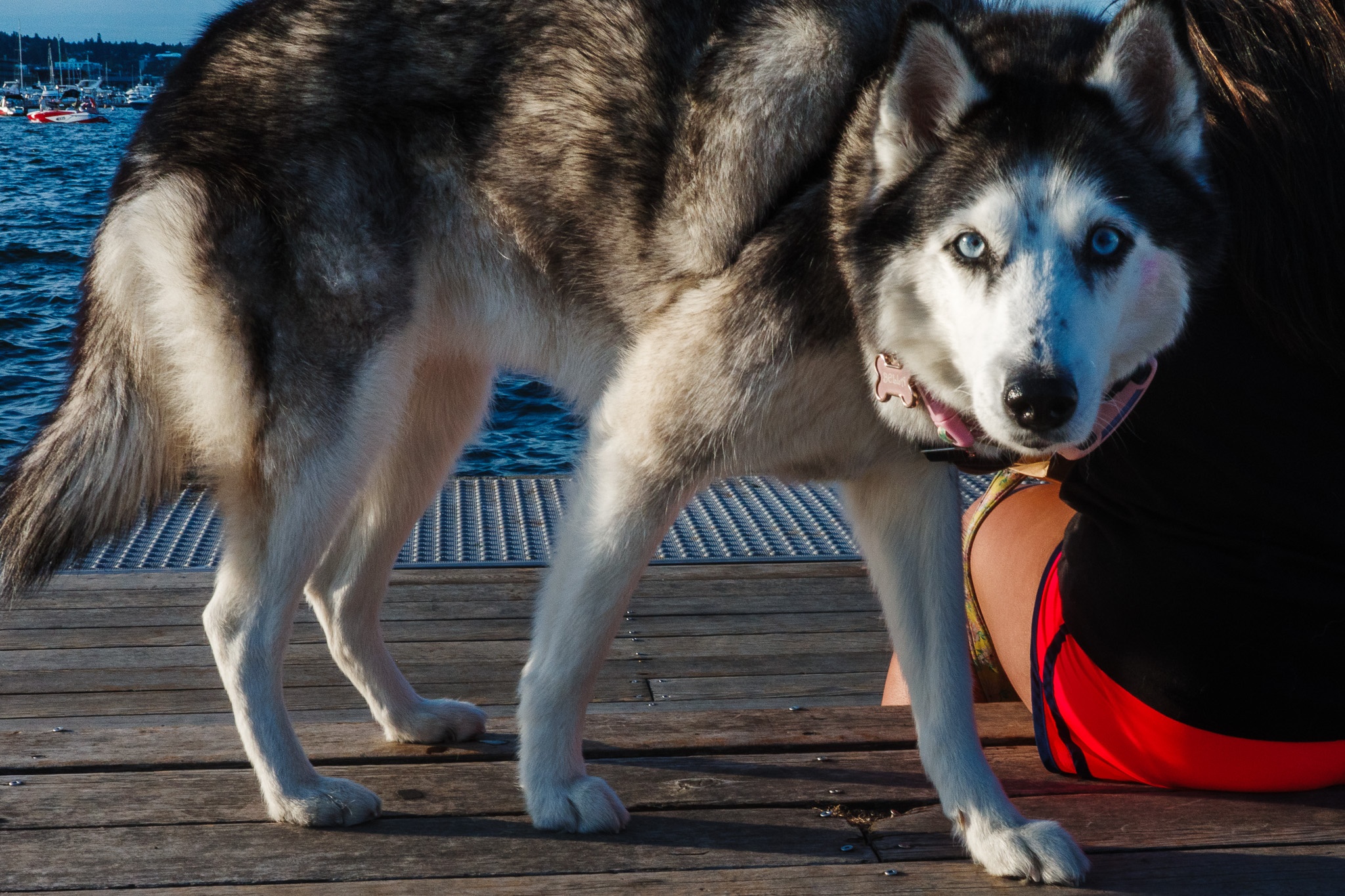 Focused Husky at Dusk