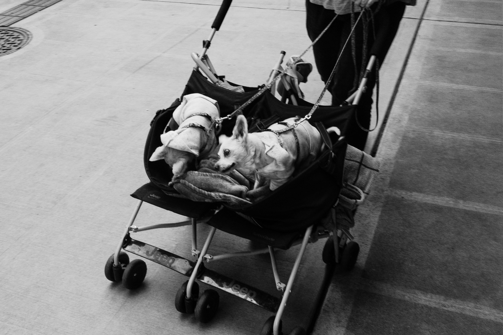 Stroll of Companionship