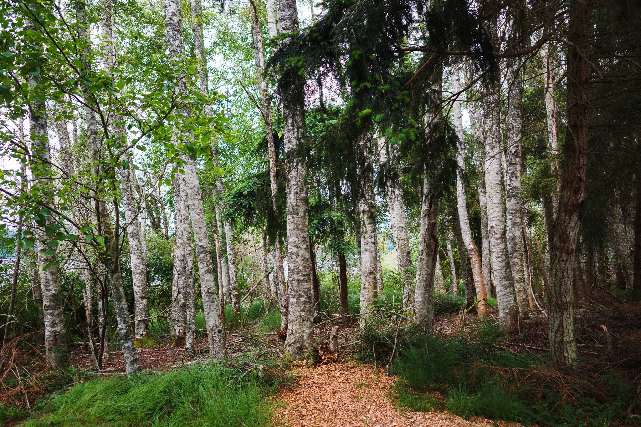 Forest scene in Deception Pass