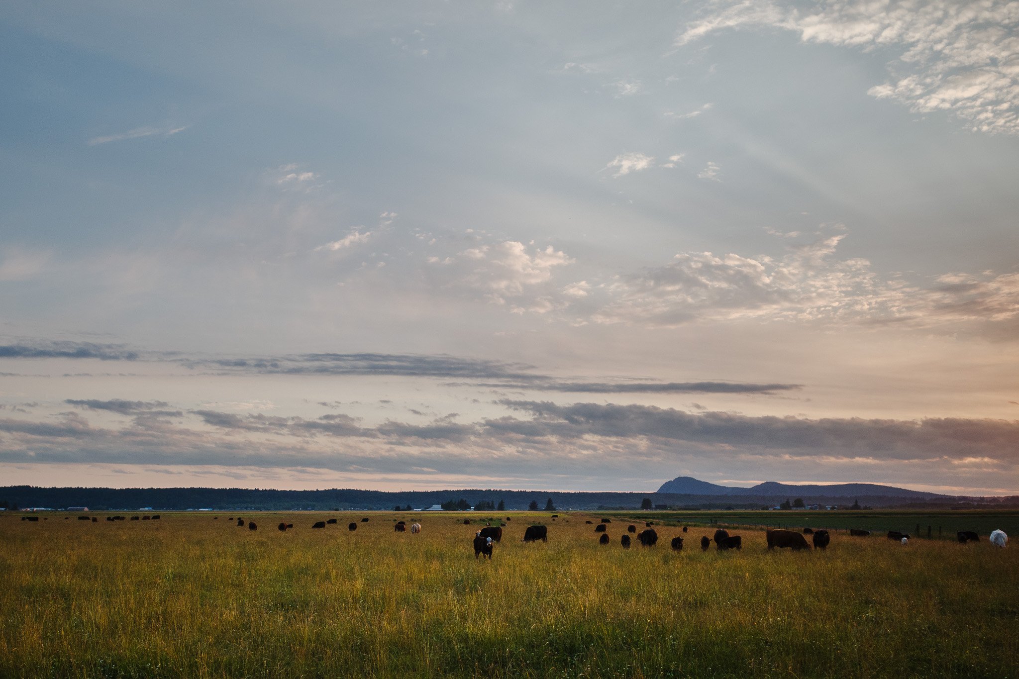 Serene Countryside Morning Scene